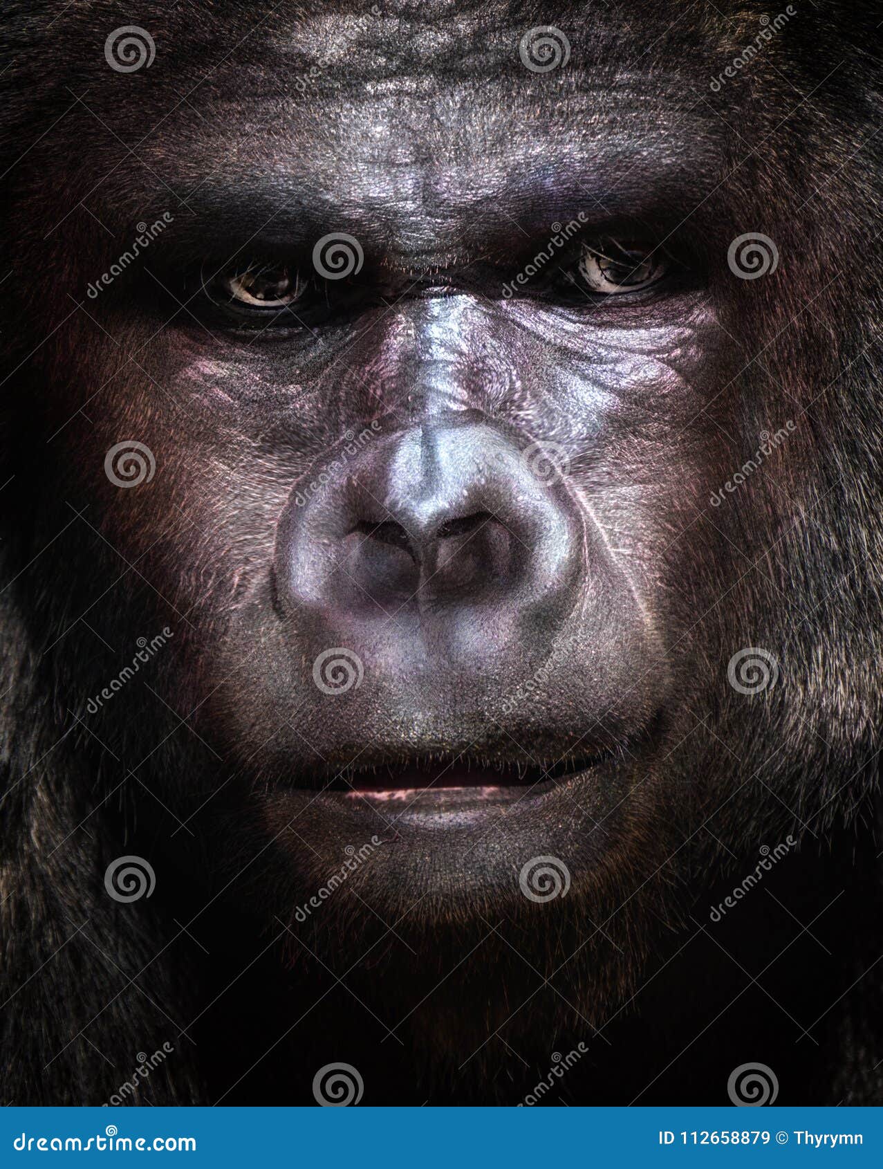 Human like gorilla stock image. Image of herbivorous 112658879