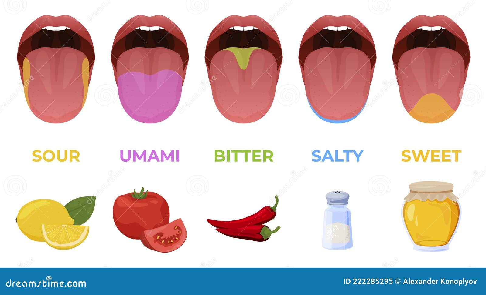 human linguistic taste receptors  flat . colored tongue zones in mouth