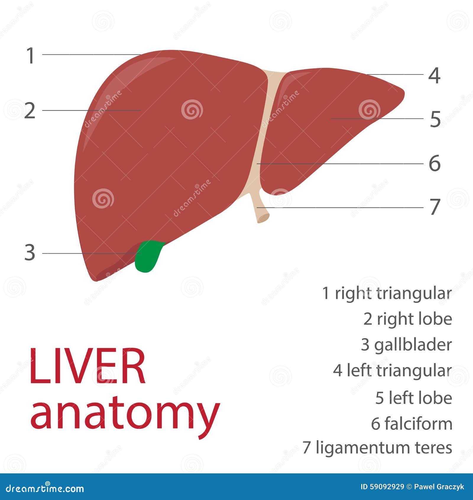 Liver: Function, Failure & Disease - video Dailymotion