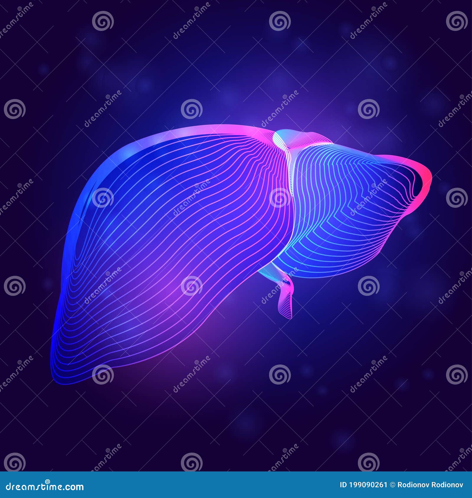 Human Liver Medical Structure Outline Vector Illustration Of Body Part