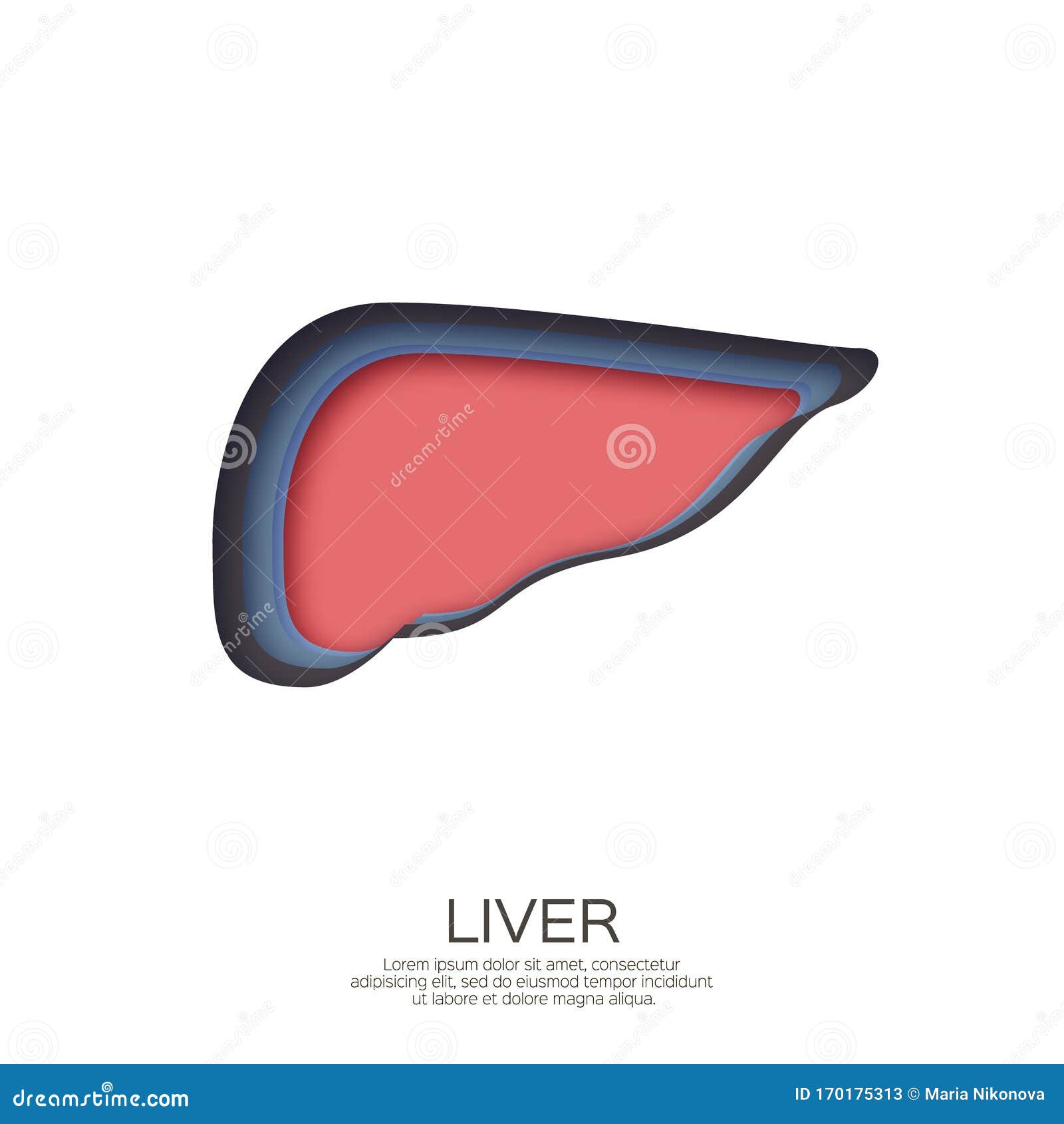 Human Liver in Paper Cut Style. Colorful Origami Layered Organ on White ...