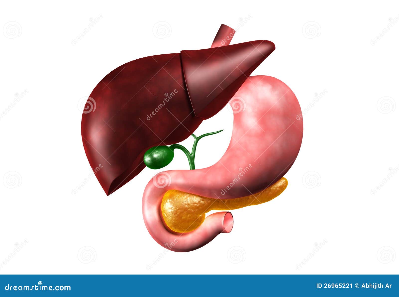 Human liver and Stomach stock illustration. Illustration of eps10