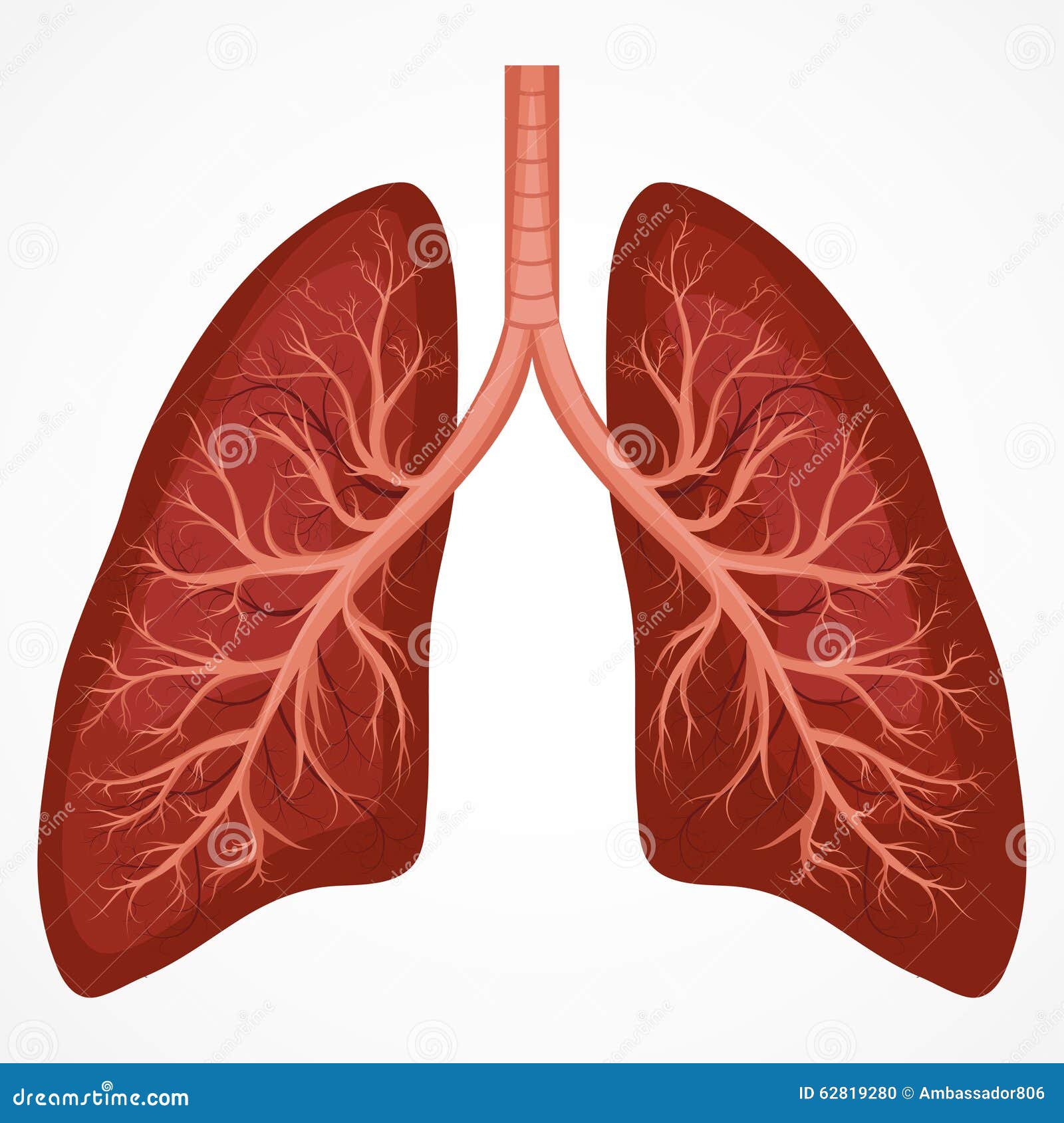 human lung anatomy diagram