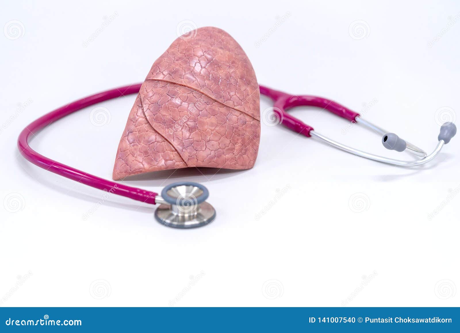 Human Lung Model with Stethoscope Stock Photo Image of medic, element