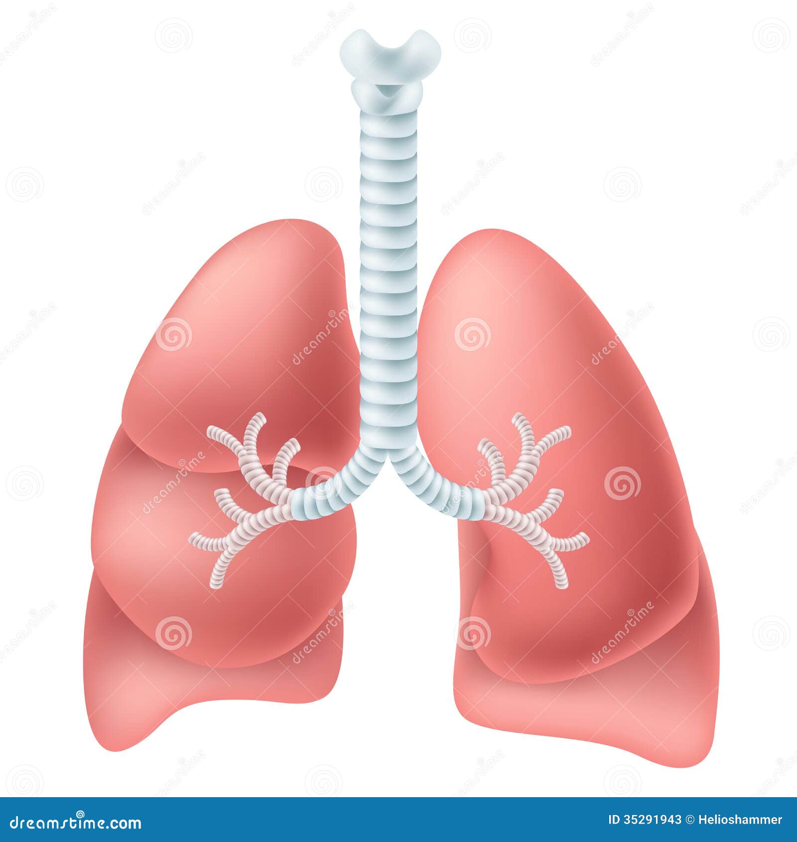 human lung