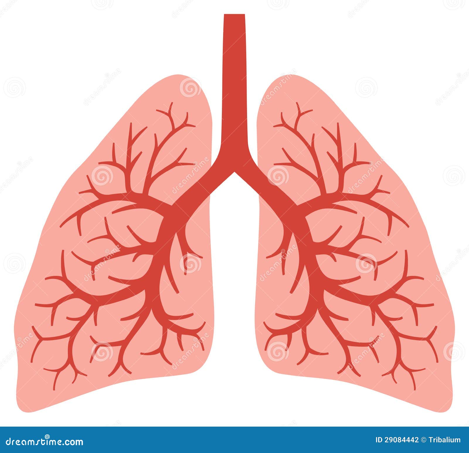 lungs clipart vector - photo #41