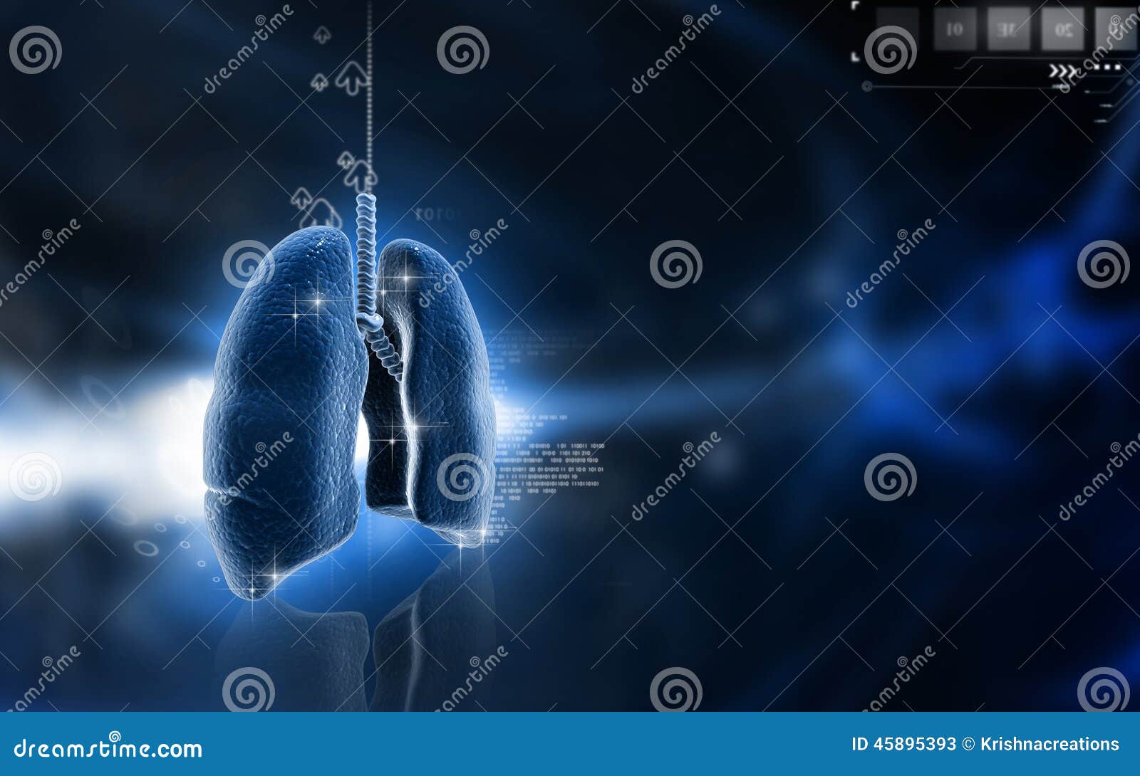 human lungs