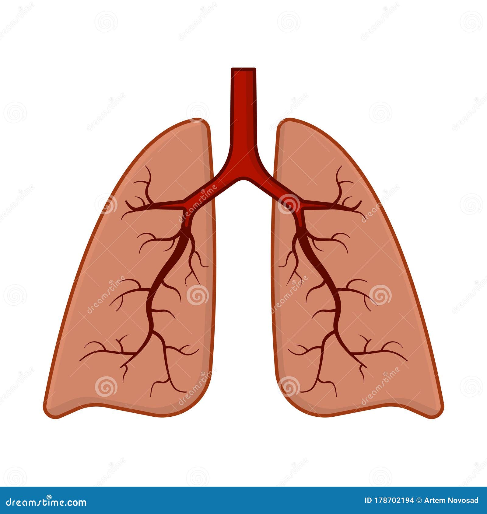 Human Lungs Icon. Cartoon Color Image. Isolated Vector on a White Background. Stock Vector - Illustration of network, symbol: 178702194 Human Lungs Icon. Cartoon Color Image. Isolated Vector on a White Background. Stock Vector - Illustration of network, symbol: 178702194