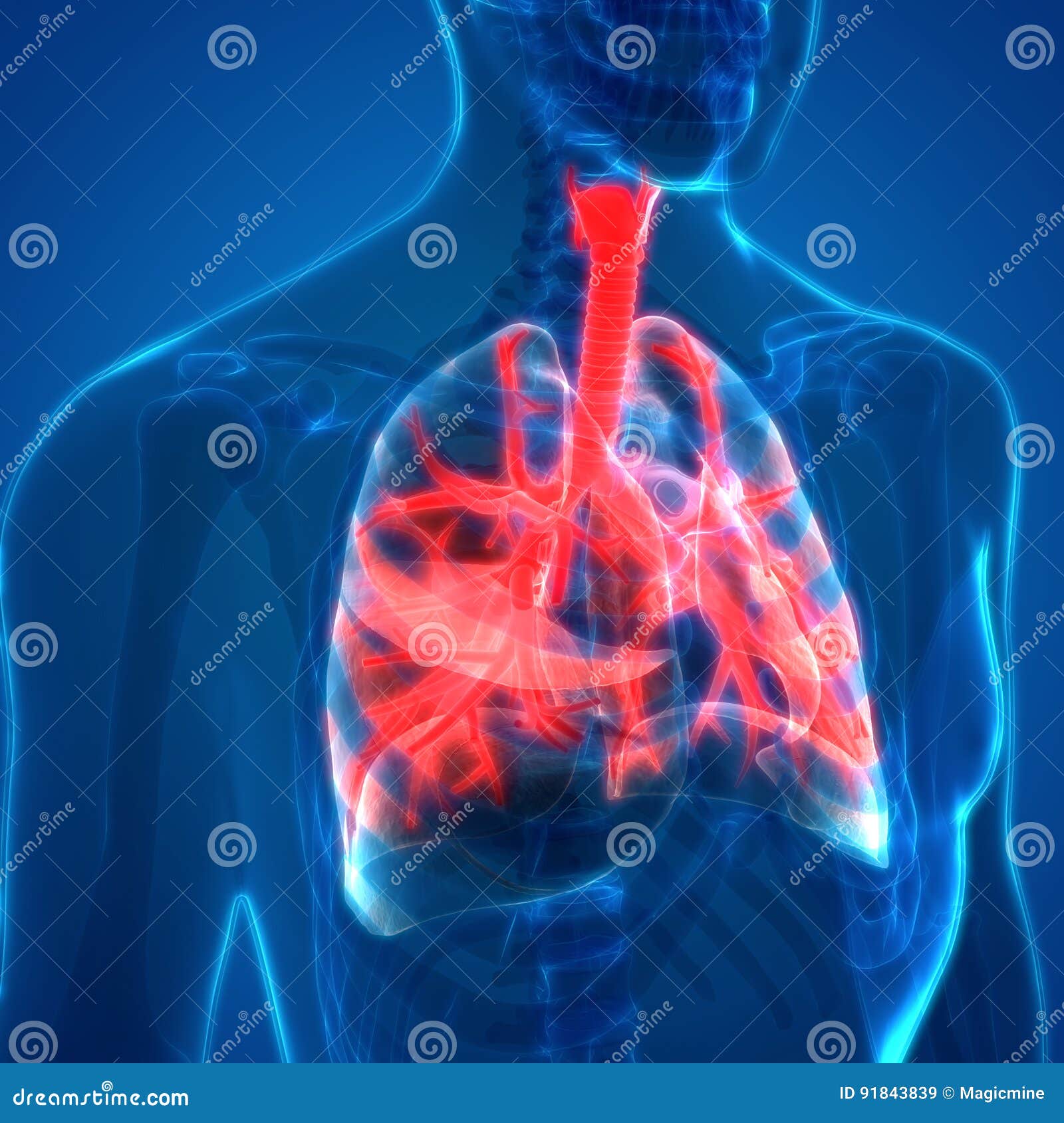 the trachea, bronchi, and terminal bronchioles contribute to anatomic dead space because: the trachea, bronchi, and terminal bronchioles contribute to anatomic dead space because:
