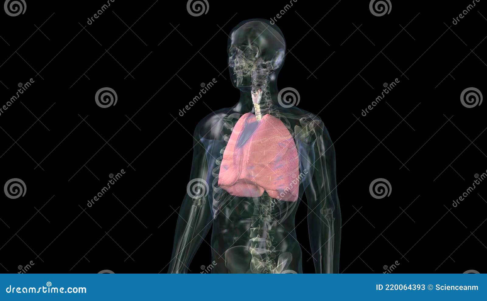 A Human Lungs. Part of Anatomy Human Body Model with Organ System Stock ... Biology Diagrams