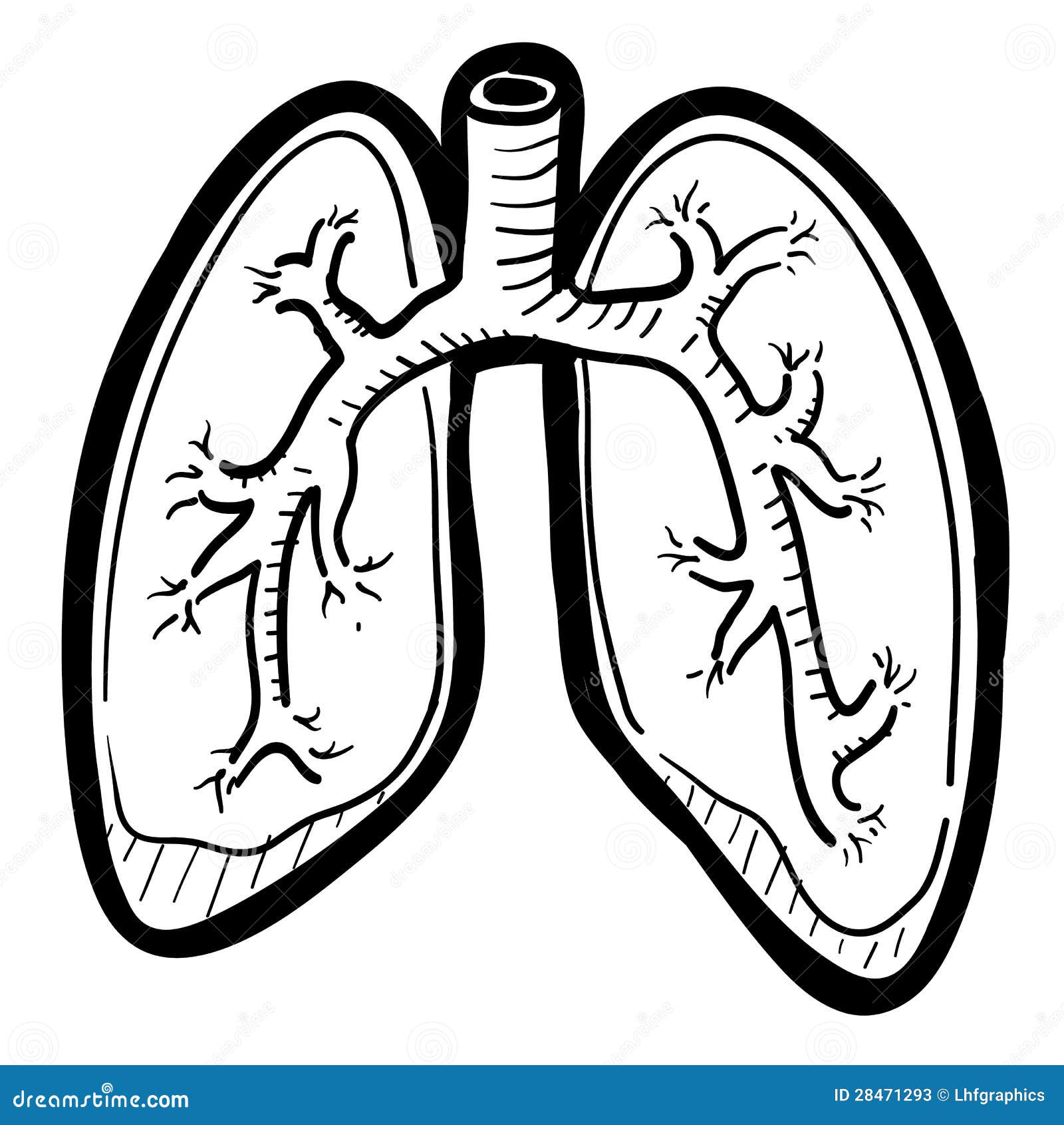 Lungs Drawing Beautiful Image  Drawing Skill