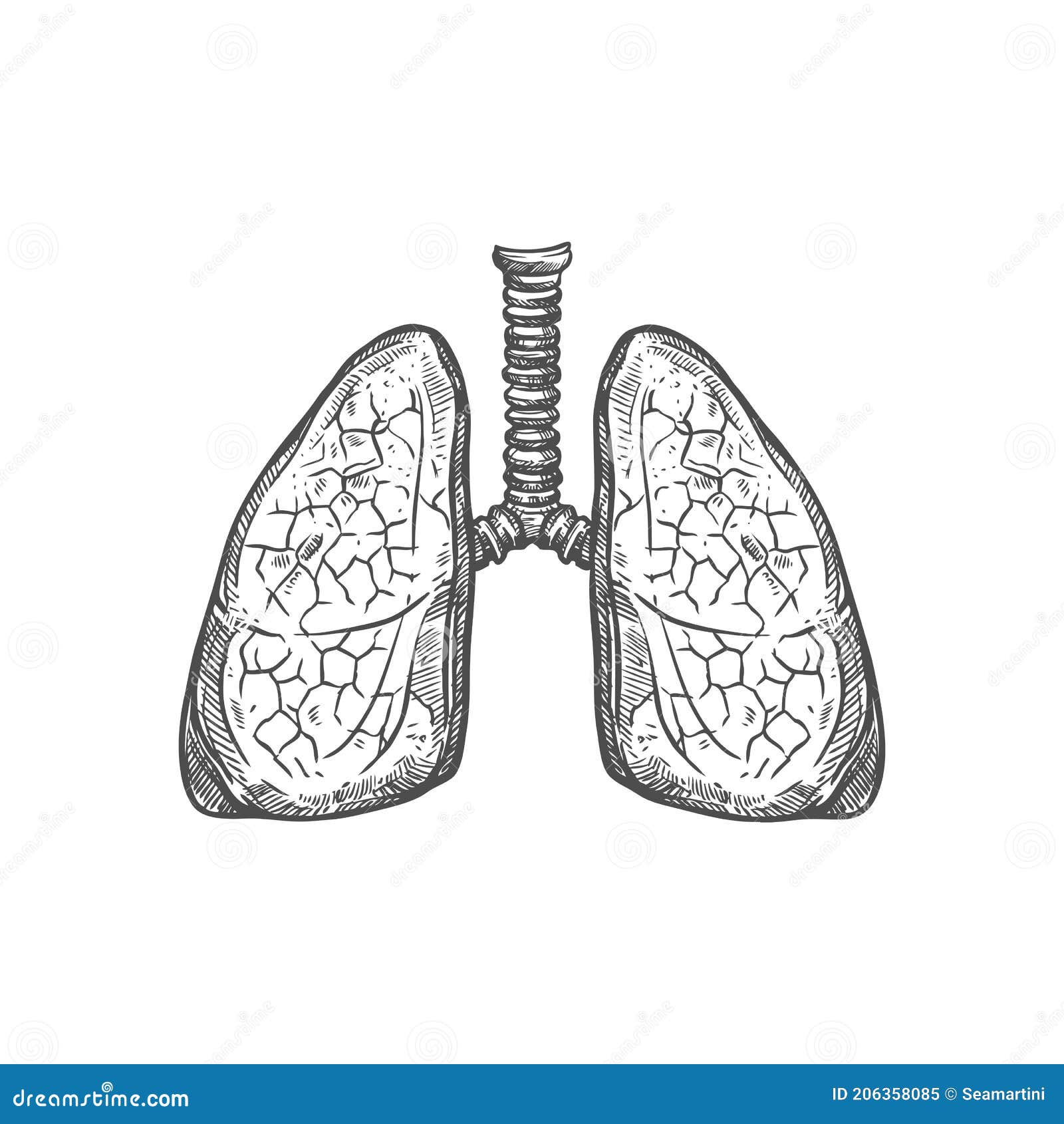 Lung diagram  Lungs image  Simple lungs diagram  Lungs drawing Lunges  Lung anatomy