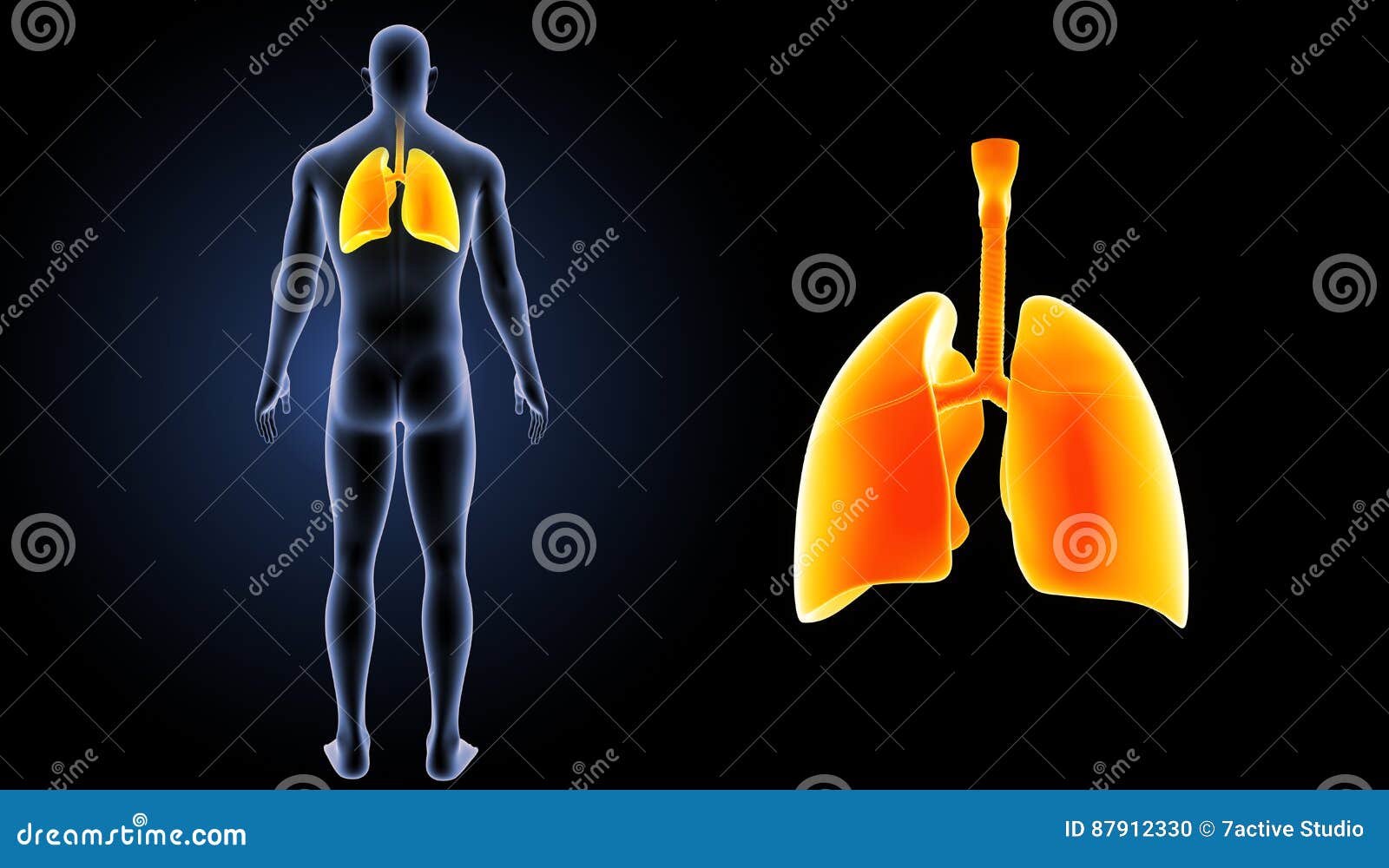 Human Lungs Zoom With Body Posterior View Stock ...