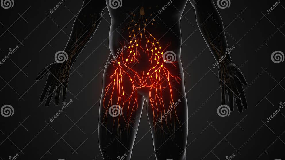Human Lymphatic System Anatomical Structure Stock Image Biology Diagrams