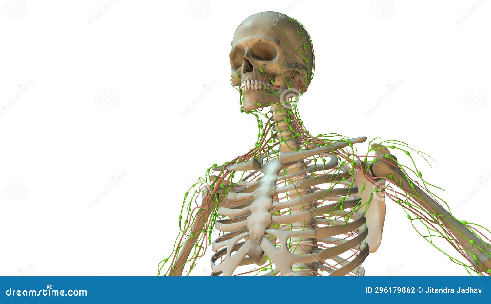 Human Lymphatic System Anatomy Animation Stock Illustration ... Biology Diagrams