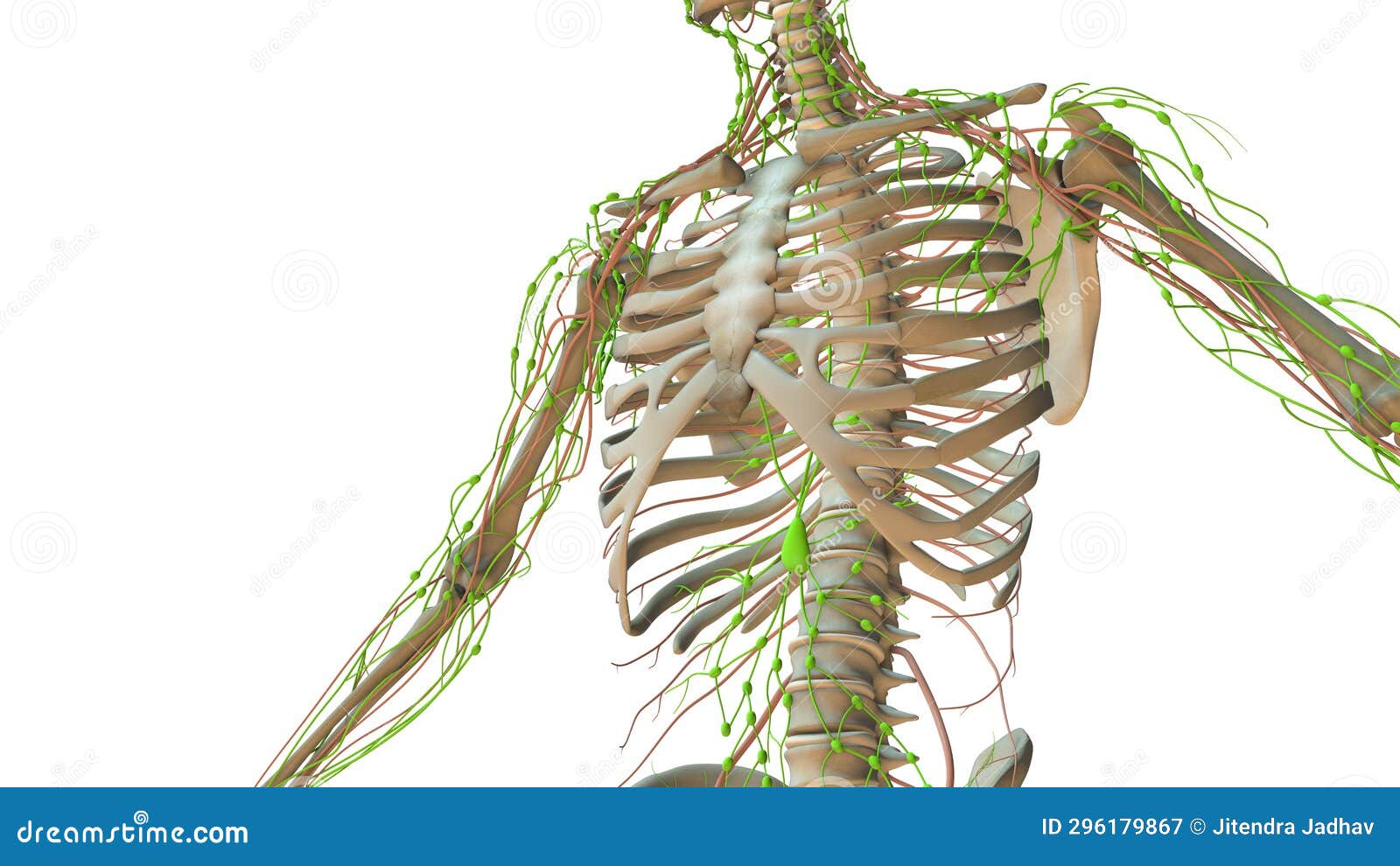 Human Lymphatic System Anatomy Animation Stock Illustration ... Biology Diagrams
