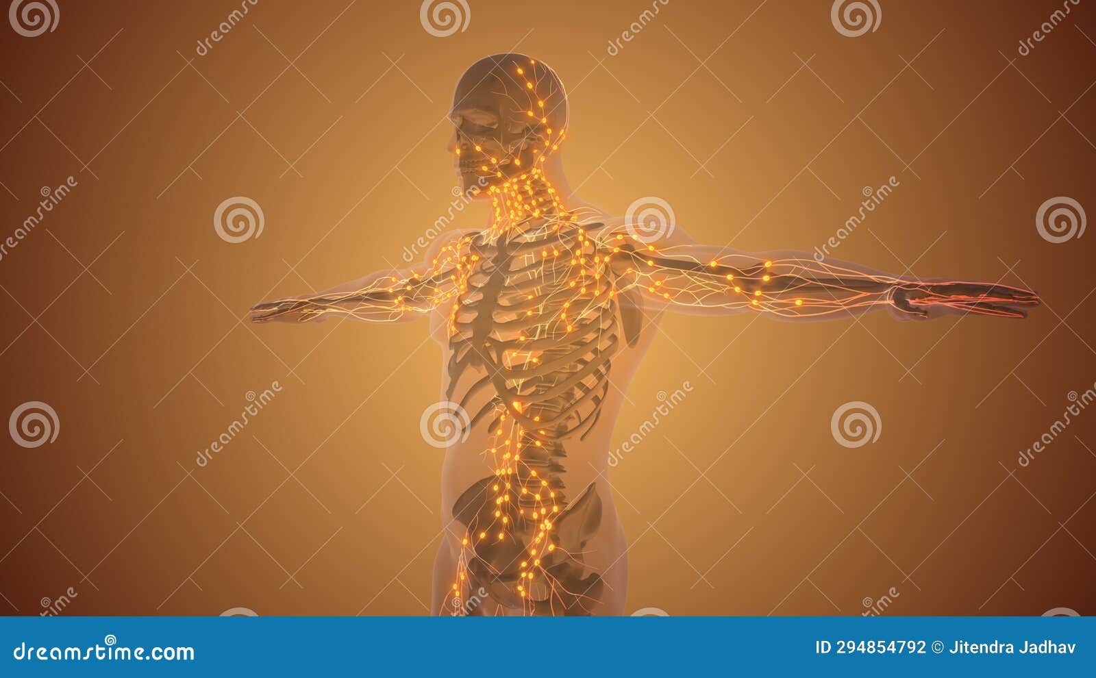 The Human Lymphatic System Anatomy Stock Photo Biology Diagrams