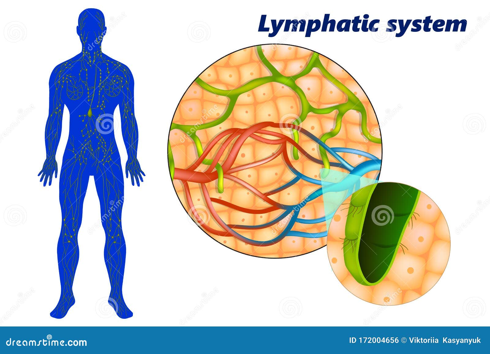 lymph capillaries in the tissue spaces