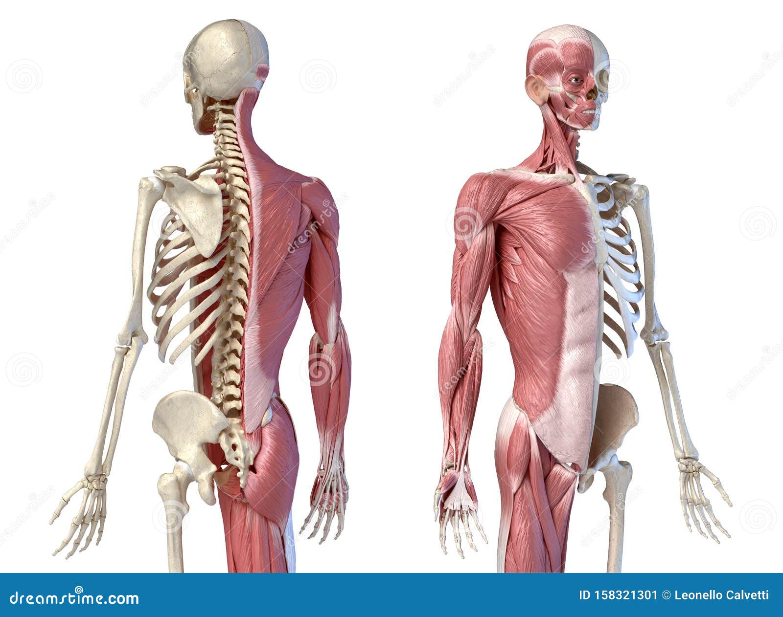 Basic Back And Side Anatomy' / Overview Of Skeleton Learn Skeleton