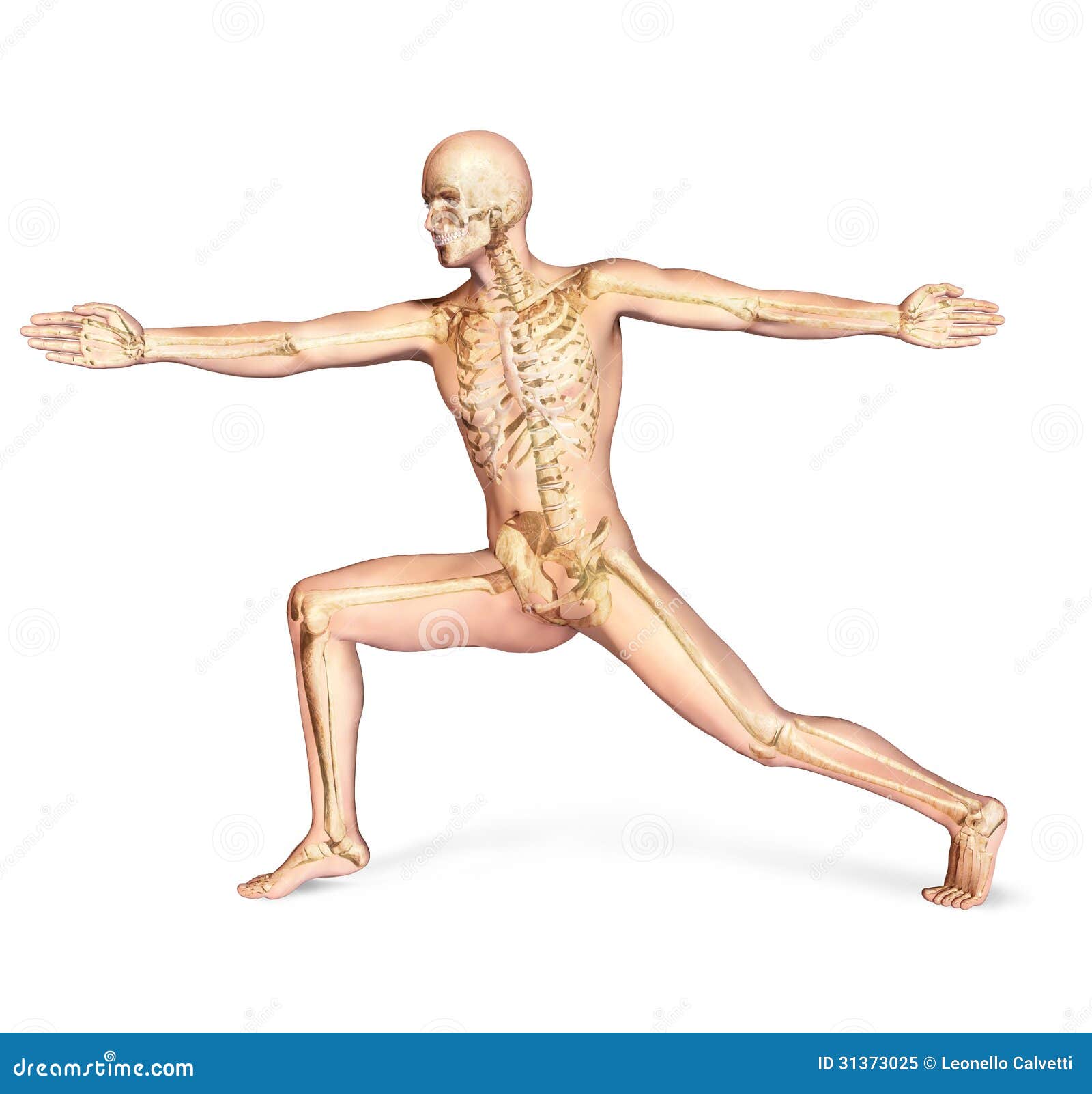 Skeletal Posture Pictures 27