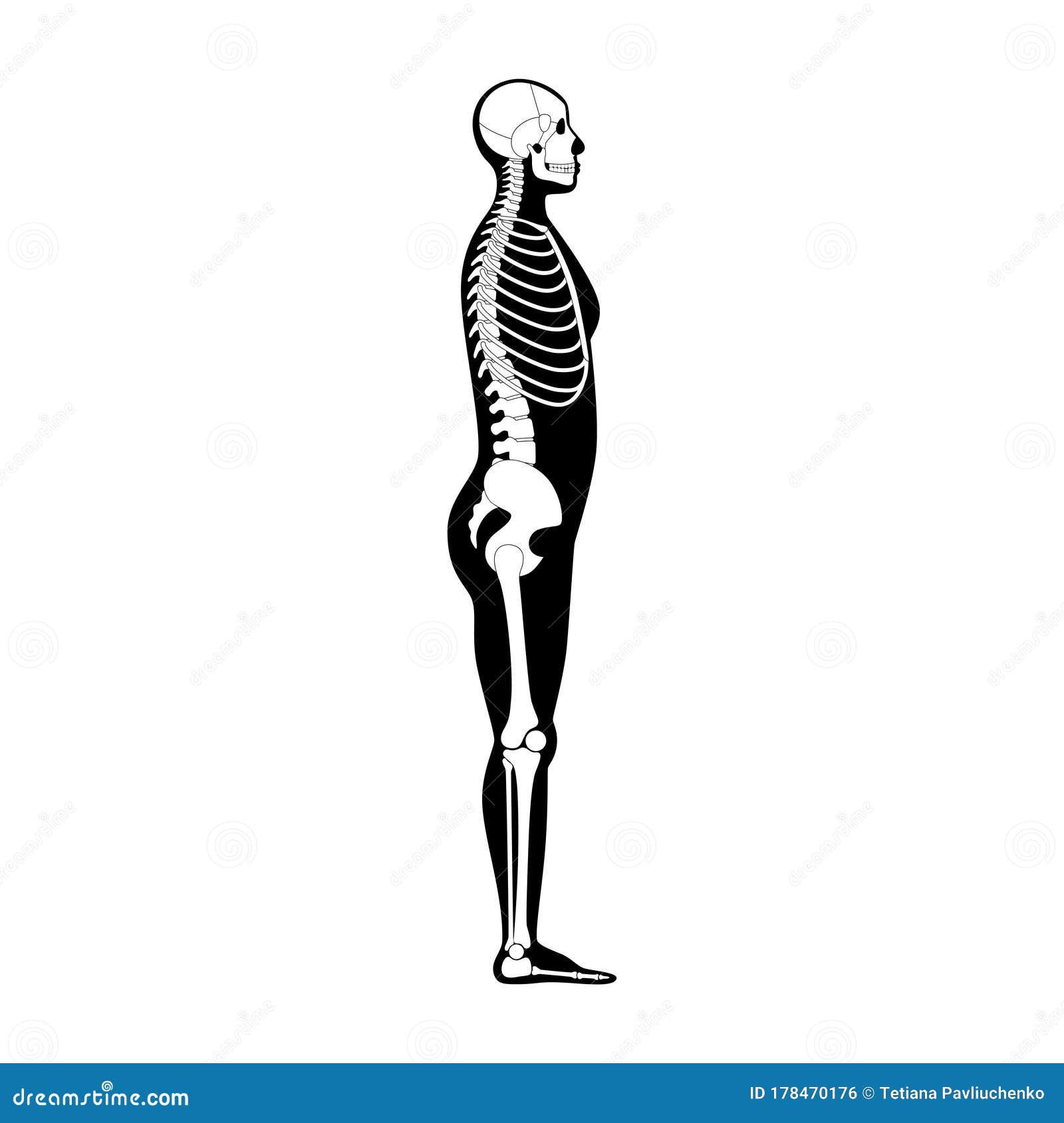 Human man skeleton anatomy stock vector. Illustration of cranium ...