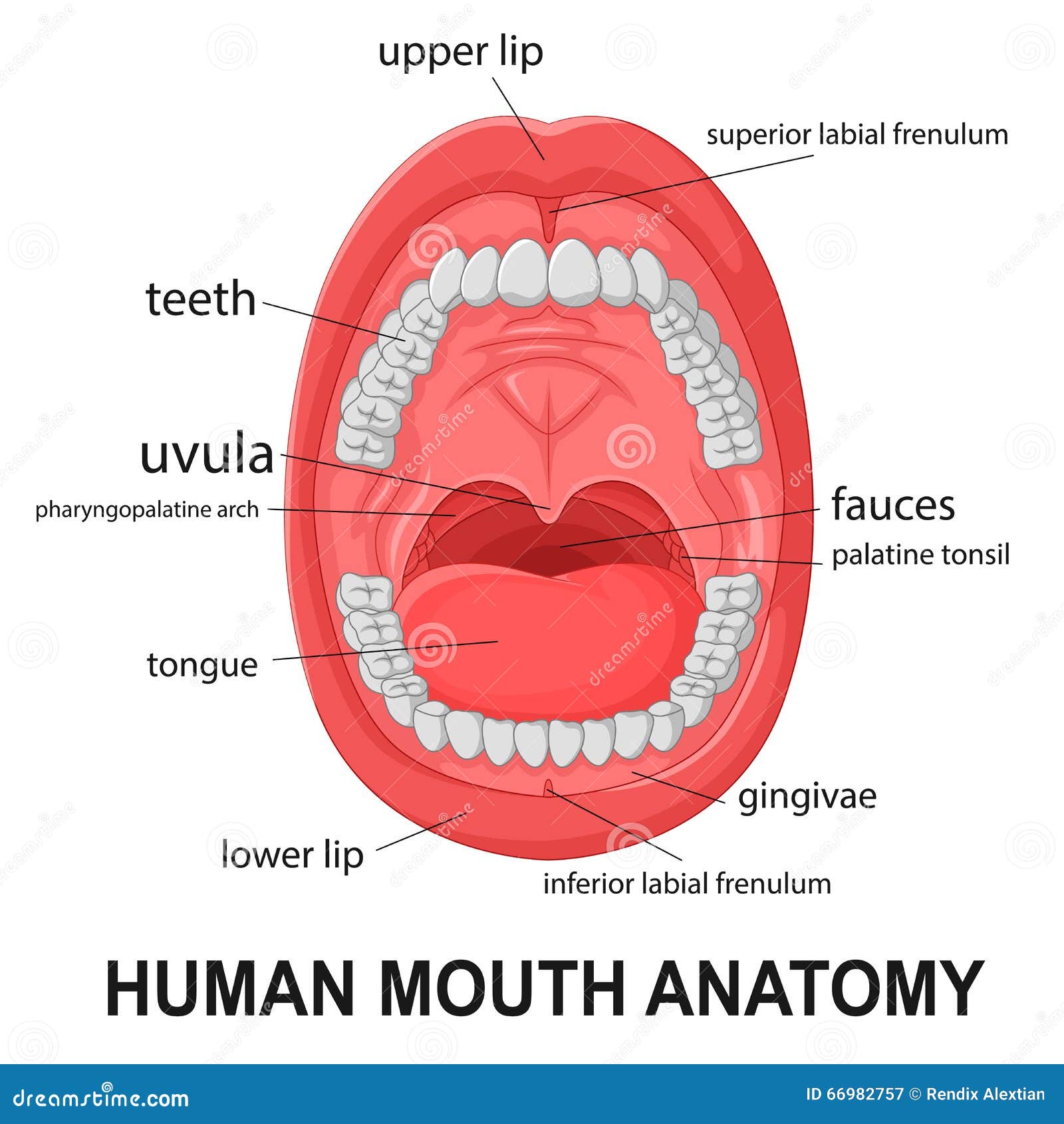 Anatomy Of Human Mouth 99