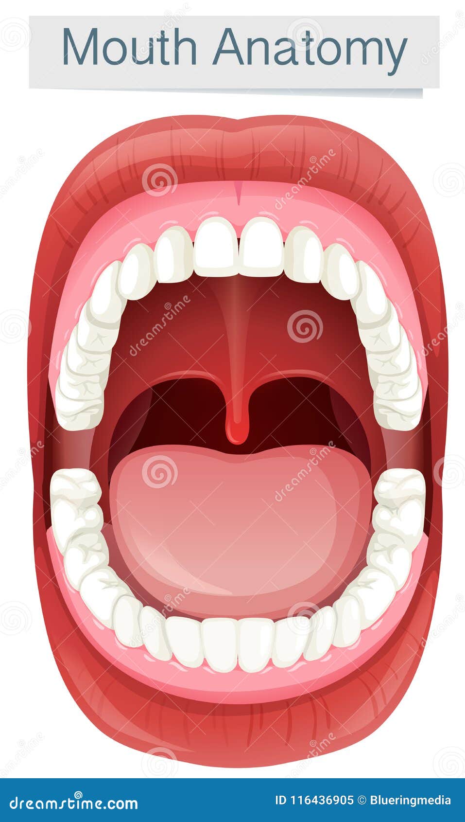 Oral Cavity Cartoon Vector | CartoonDealer.com #15645239