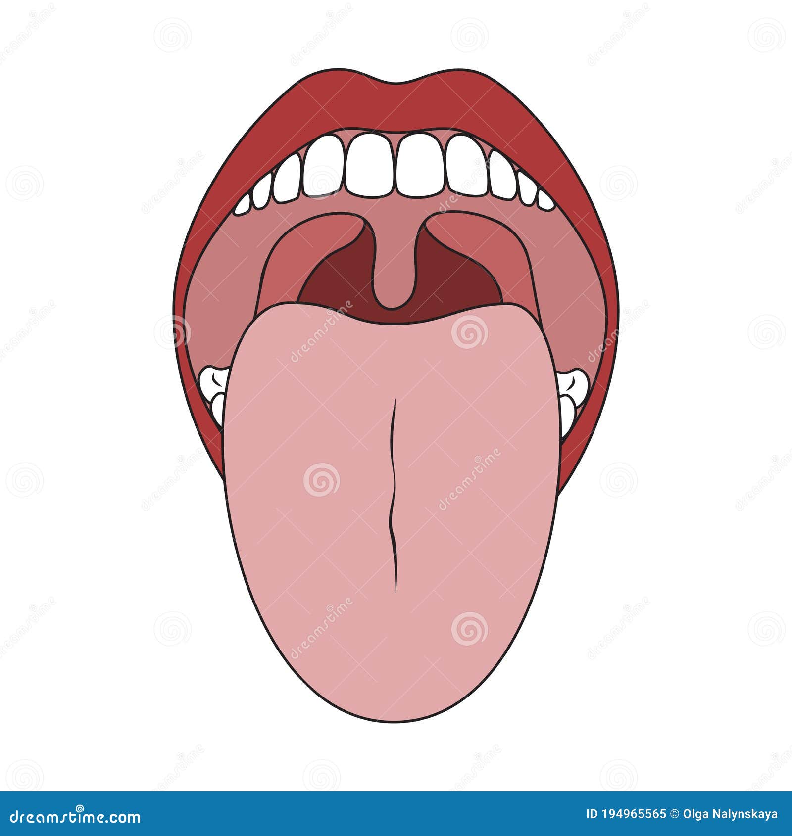 Oral Cavity Cartoon Vector | CartoonDealer.com #15645239