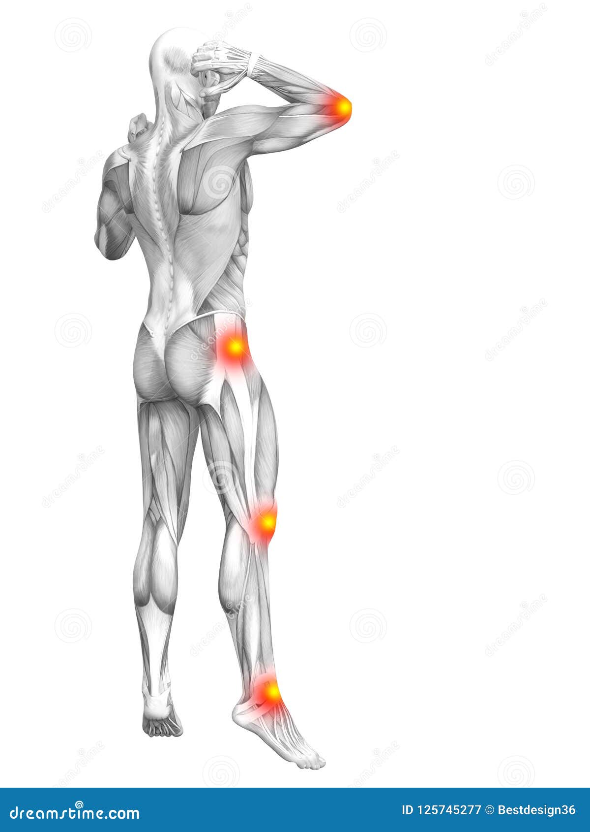 human muscle anatomy articular joint pain