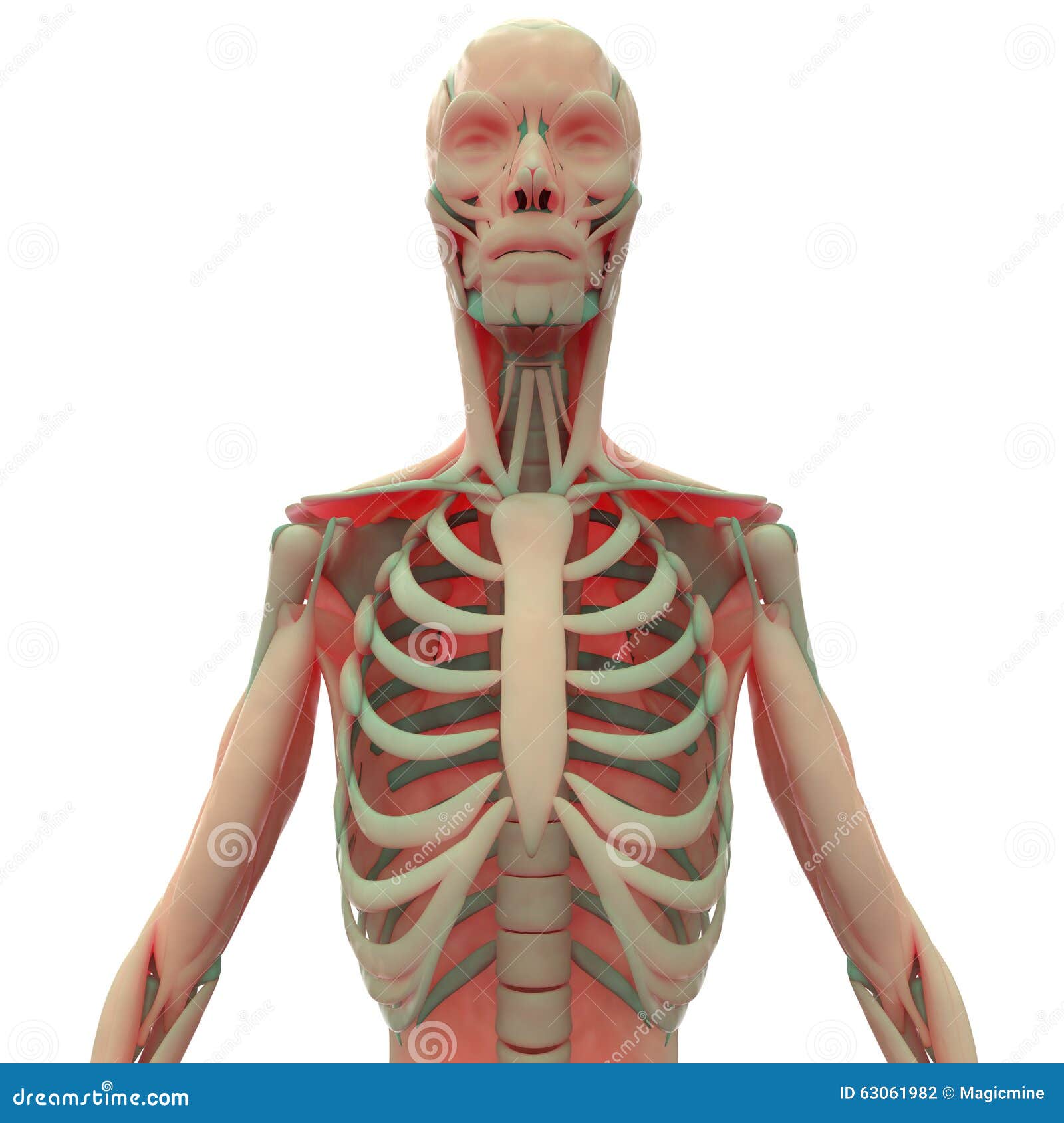 Human Muscle Body With Ribs Stock Illustration Illustration Of Medical Medicine 63061982