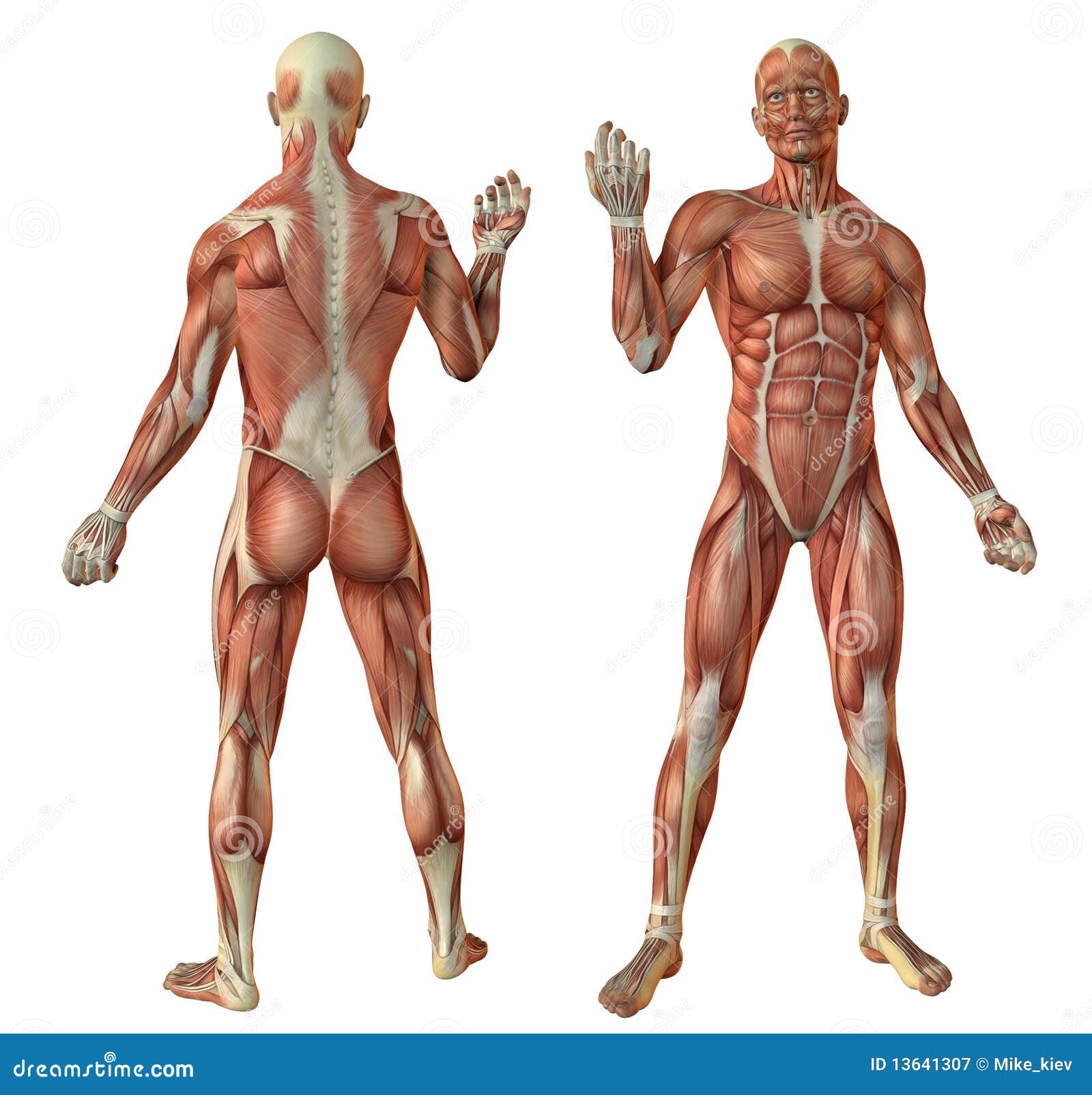 Human muscles anatomy stock illustration. Illustration of system 13641307