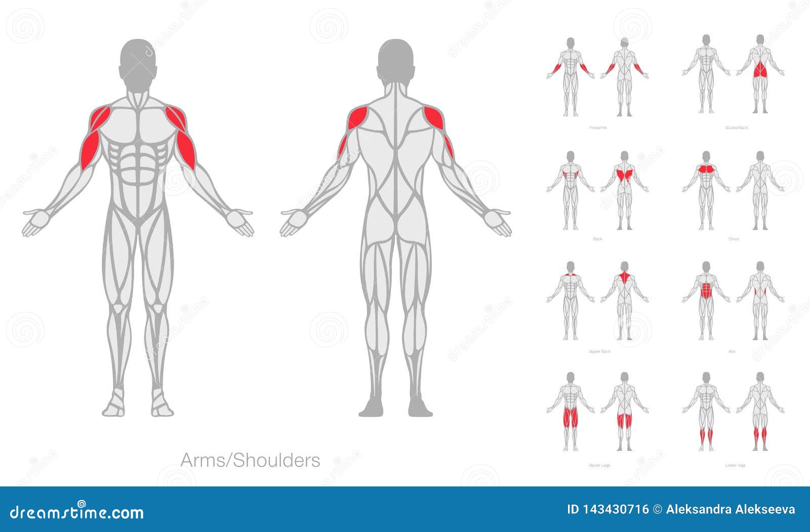 human muscles anatomy model 