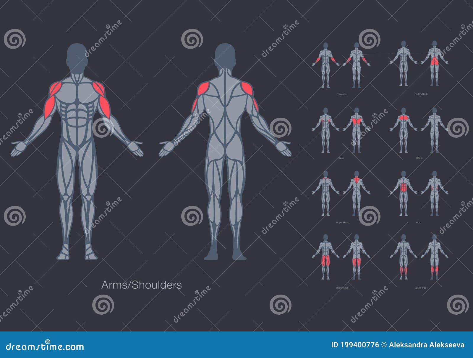 human muscles anatomy model   template