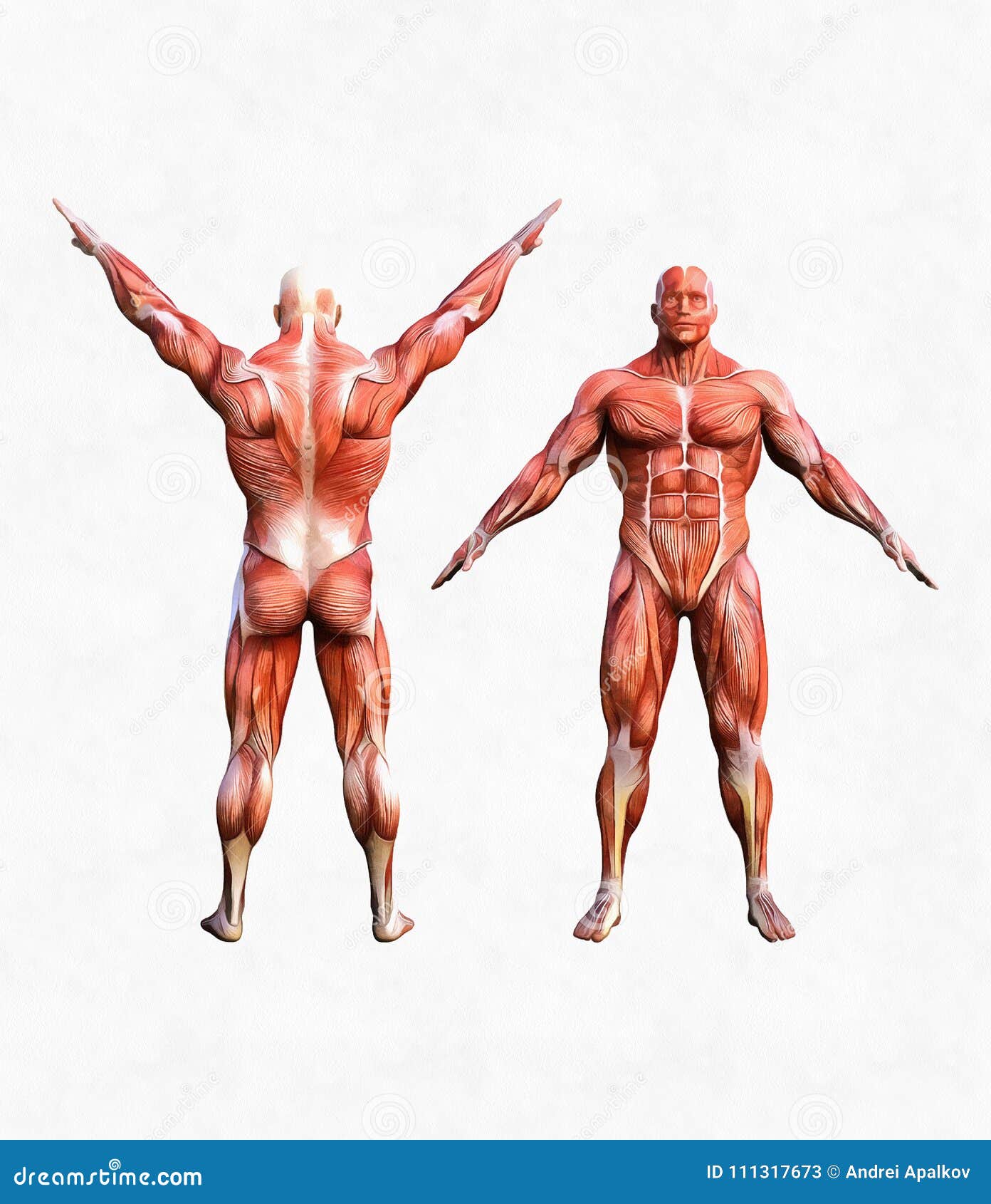 Human Muscles Anatomy Model On White Background RoyaltyFree Stock