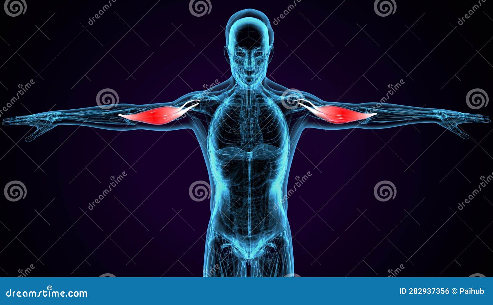 Male Human Stomach Muscle Anatomy .3d Illustration Stock Illustration