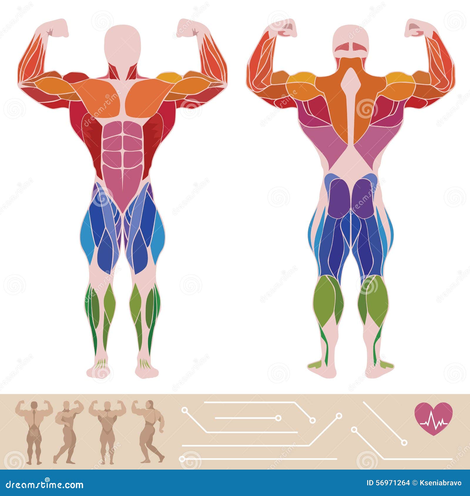 the human muscular system, anatomy, posterior and anterior view,