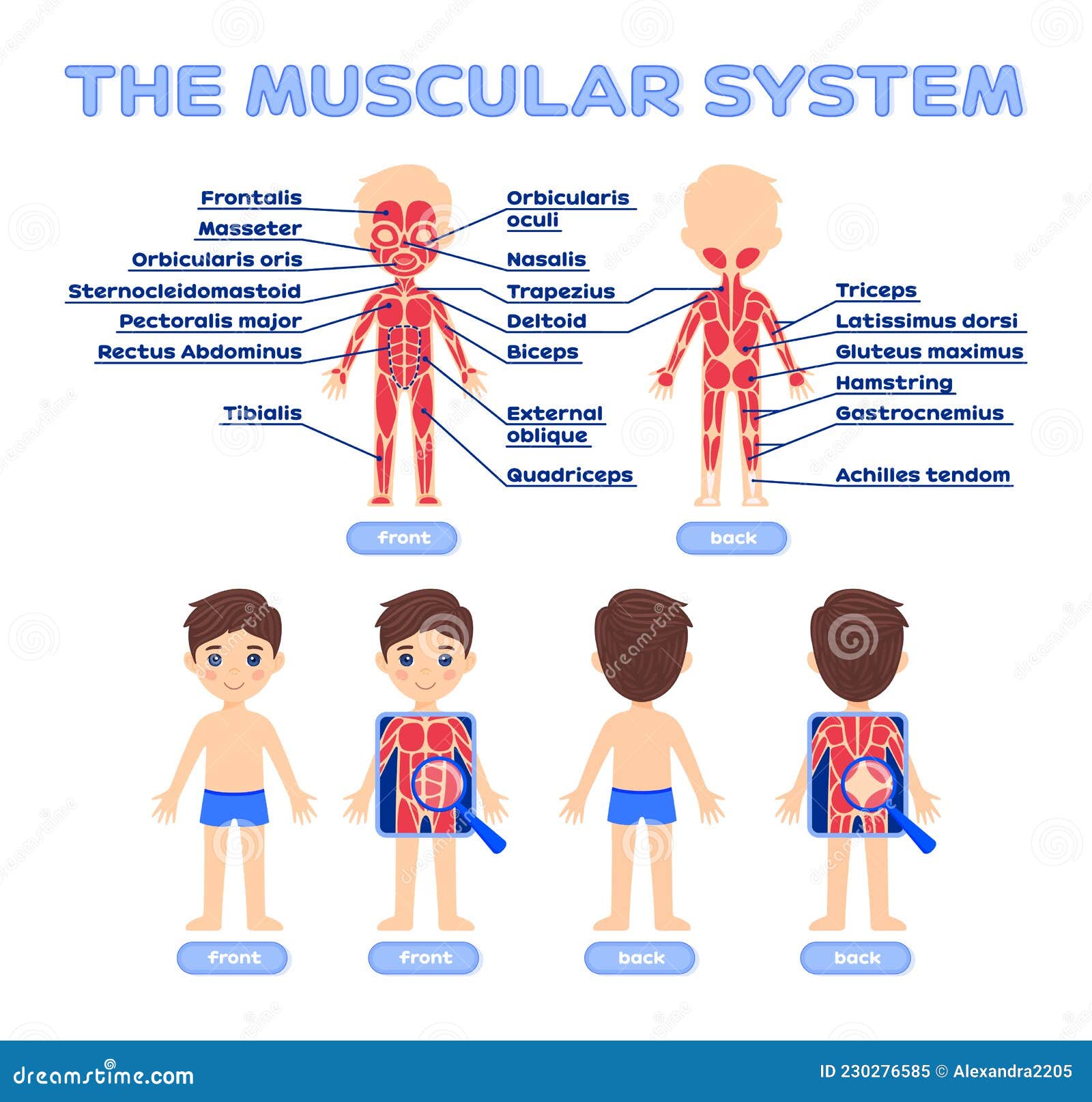 muscular system for kids with labels