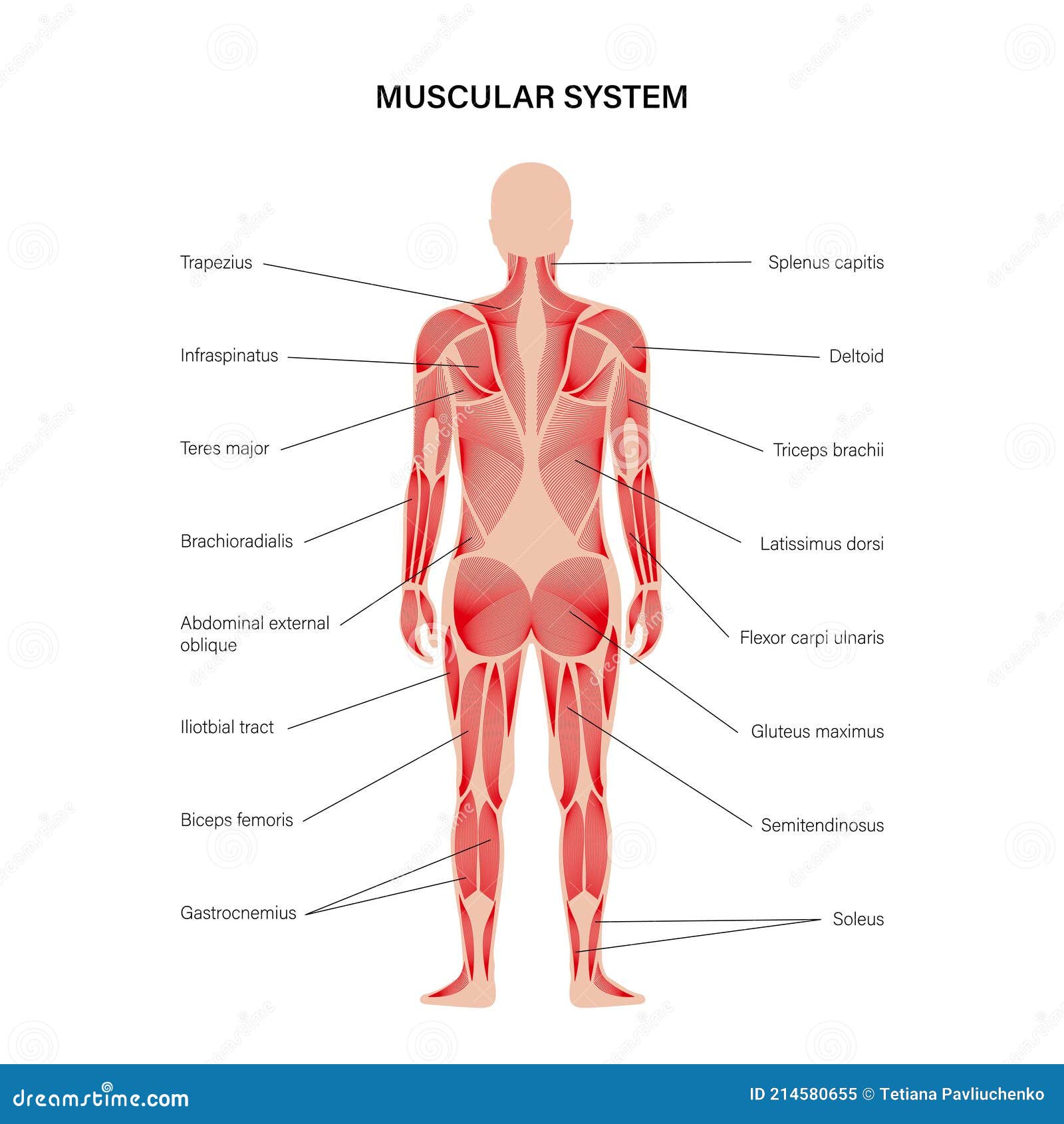  Anatomy of female muscular system back view Poster