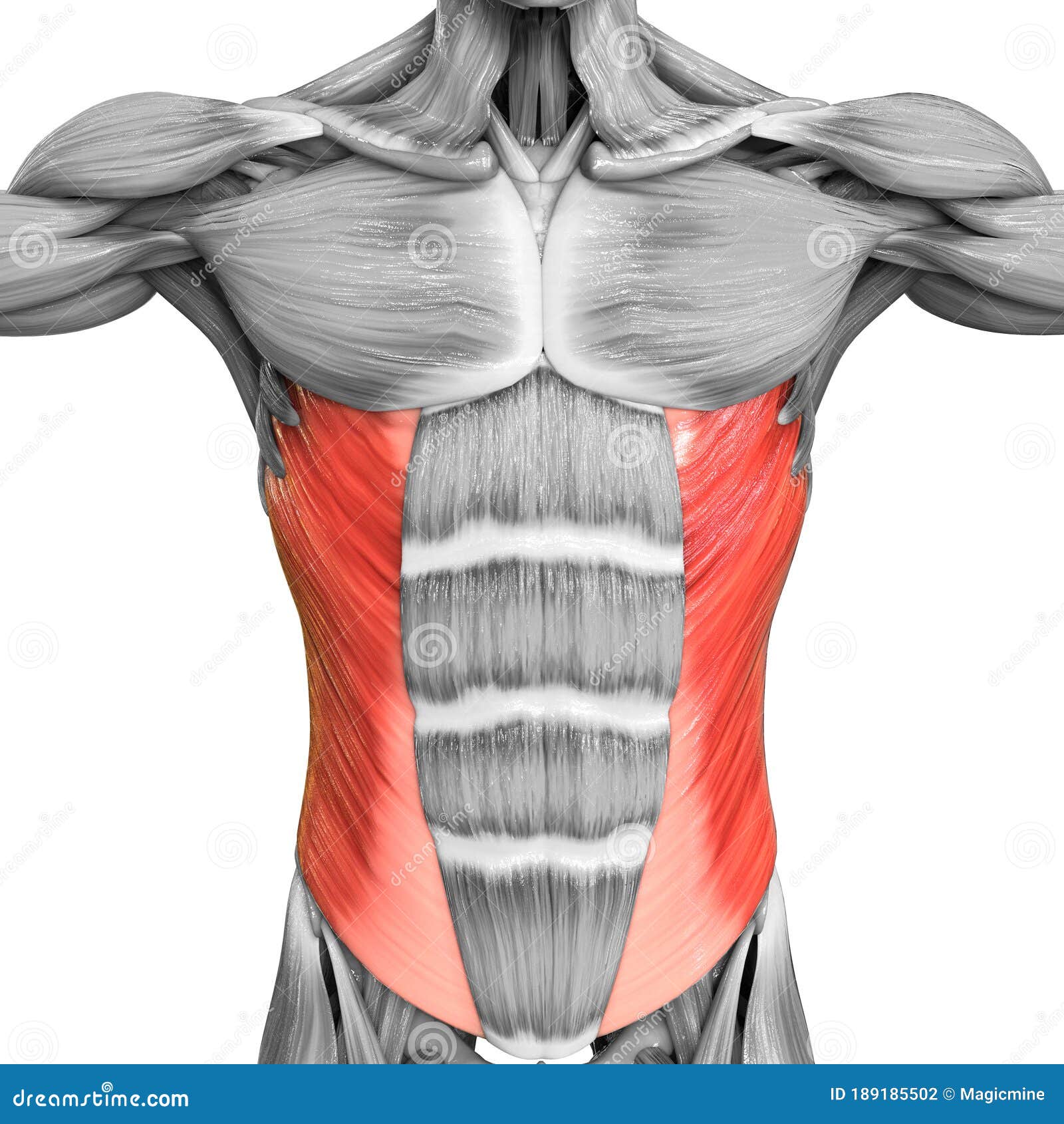 Human Muscular System Torso Muscles Abdominal External Oblique Muscle Anatomy Stock Illustration Illustration Of Abdomen Body 189185502