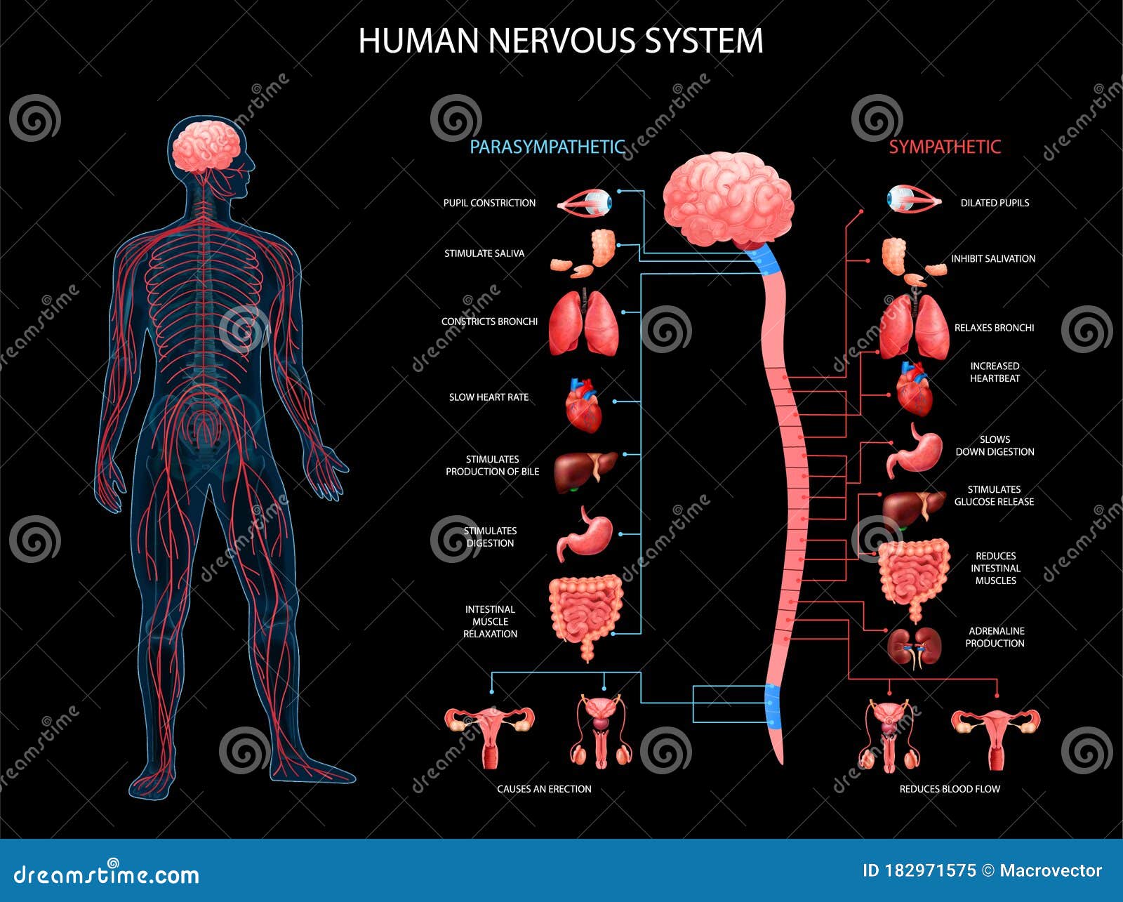 human nervous system background