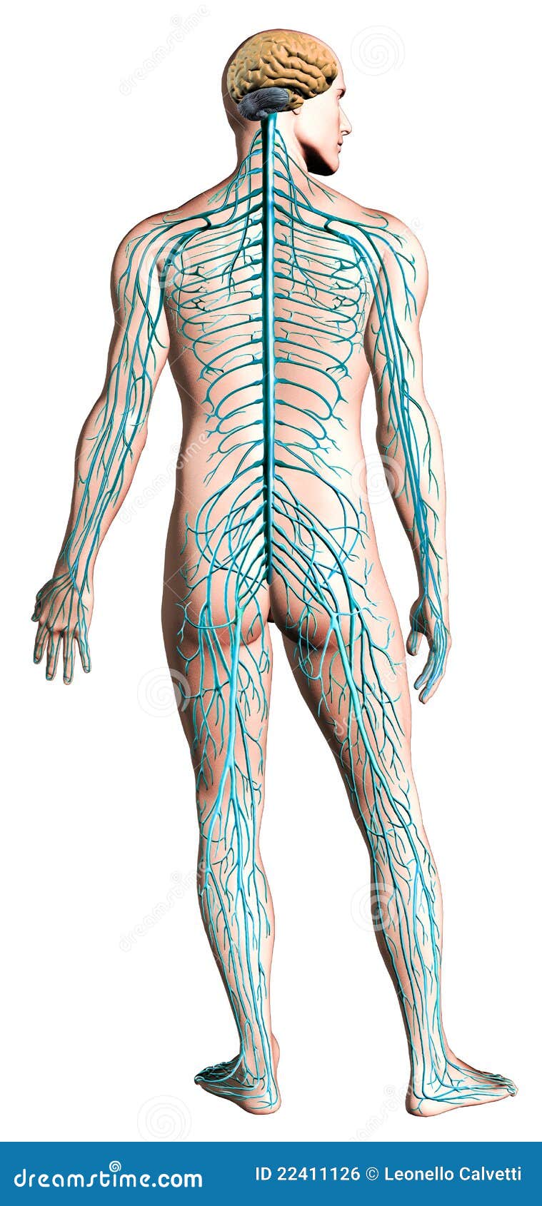 human nervous system diagram.