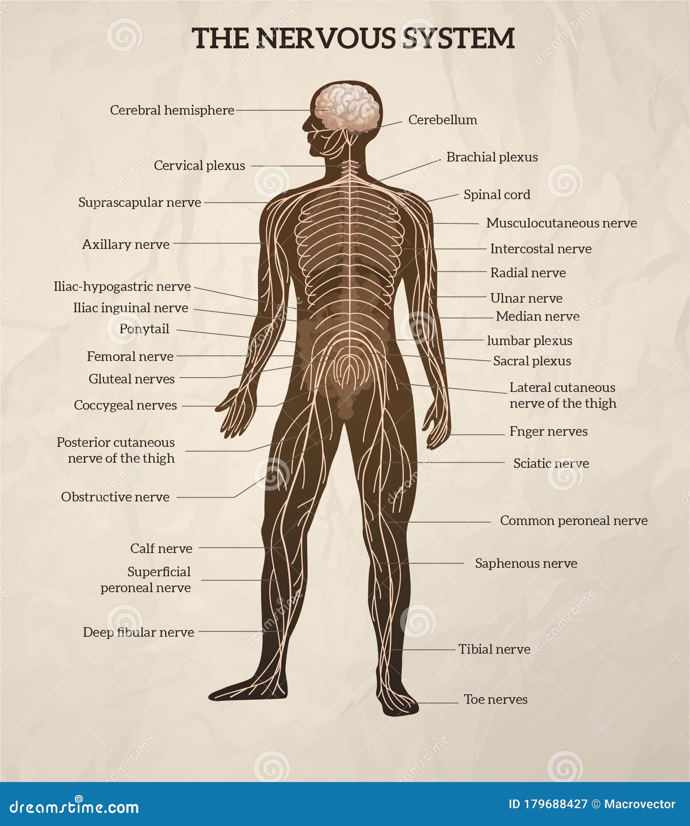 Human Nervous System Stock Vector Illustration Of Classic 179688427