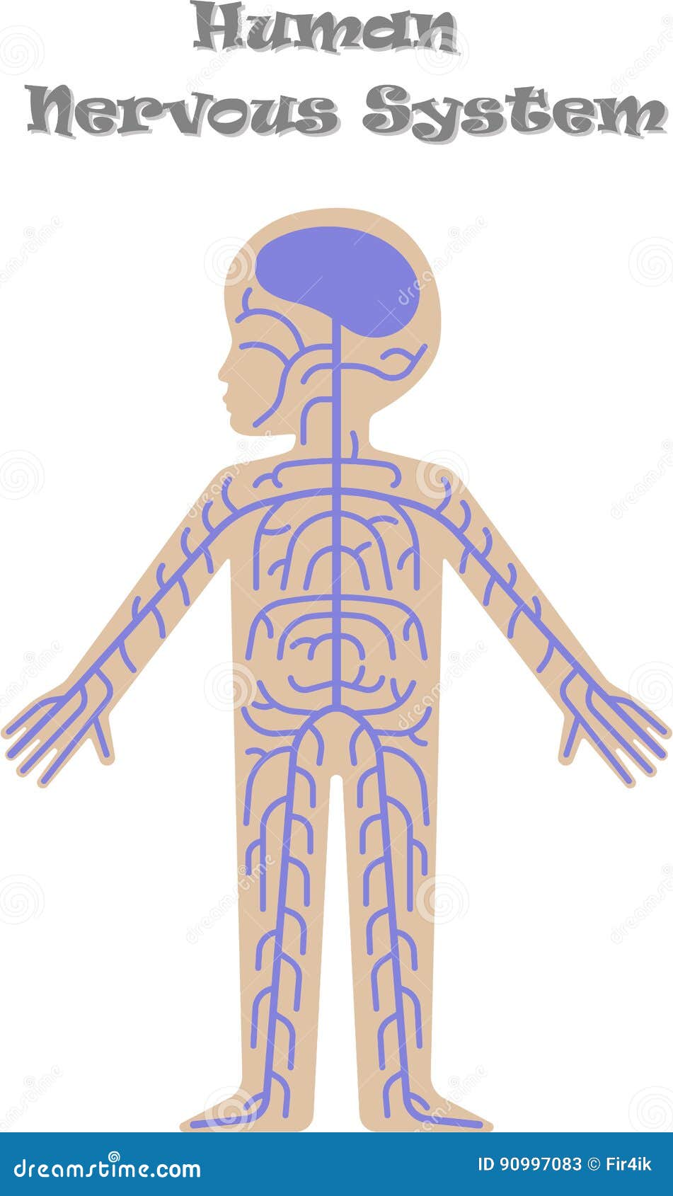 Human Nervous System for Kids Stock Vector - Illustration of isolated ...