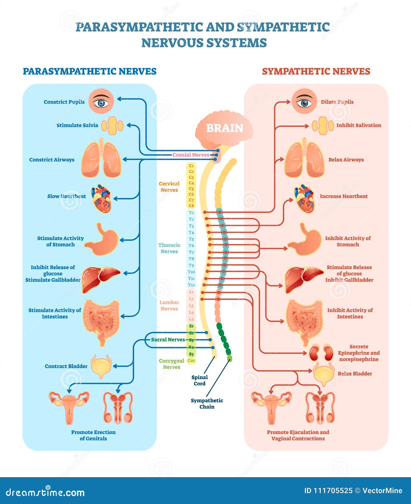 human nervous system medical   diagram with parasympathetic and sympathetic nerves and connected inner organs.