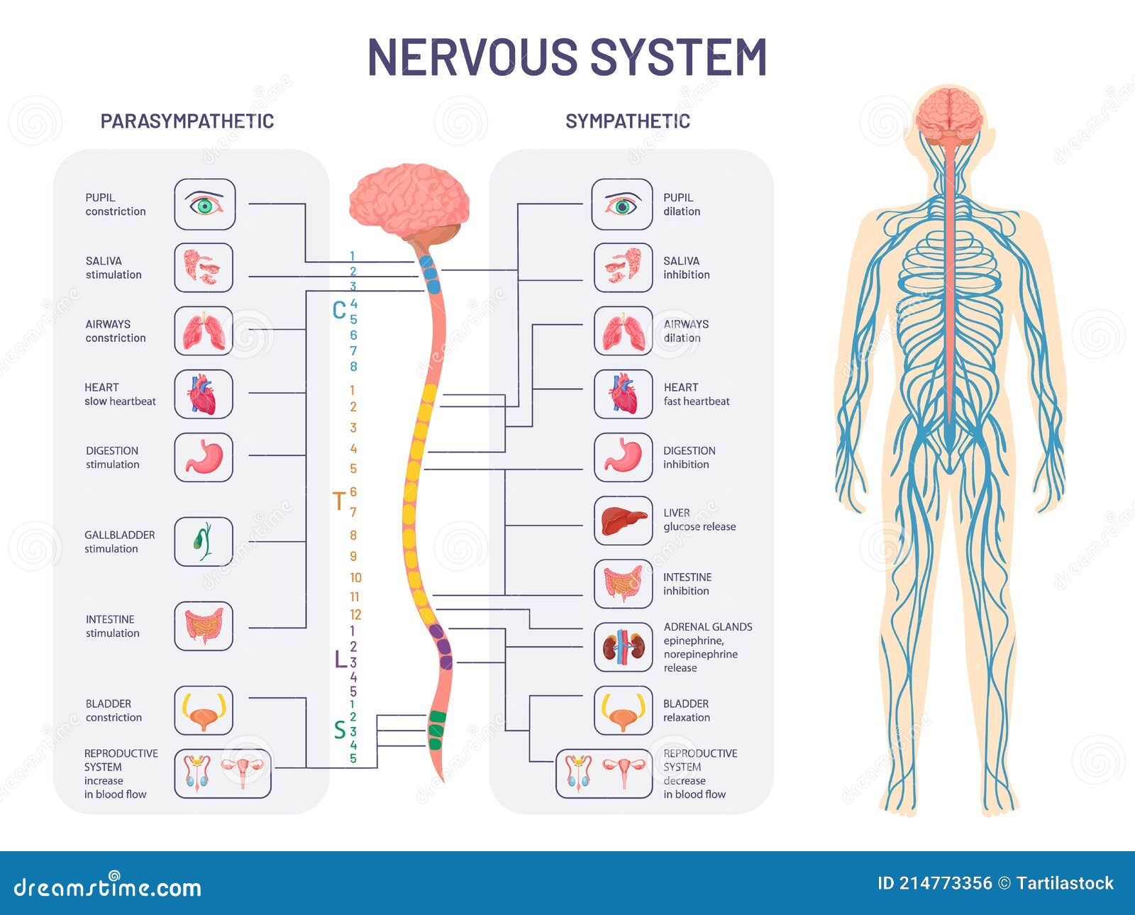 human nervous system. sympathetic and parasympathetic nerves anatomy and functions. spinal cord controls body internal