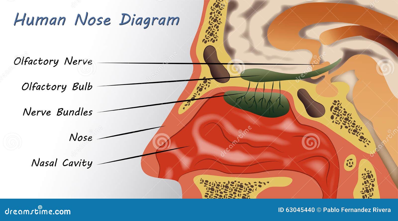 Structure Of The Nose Anatomy