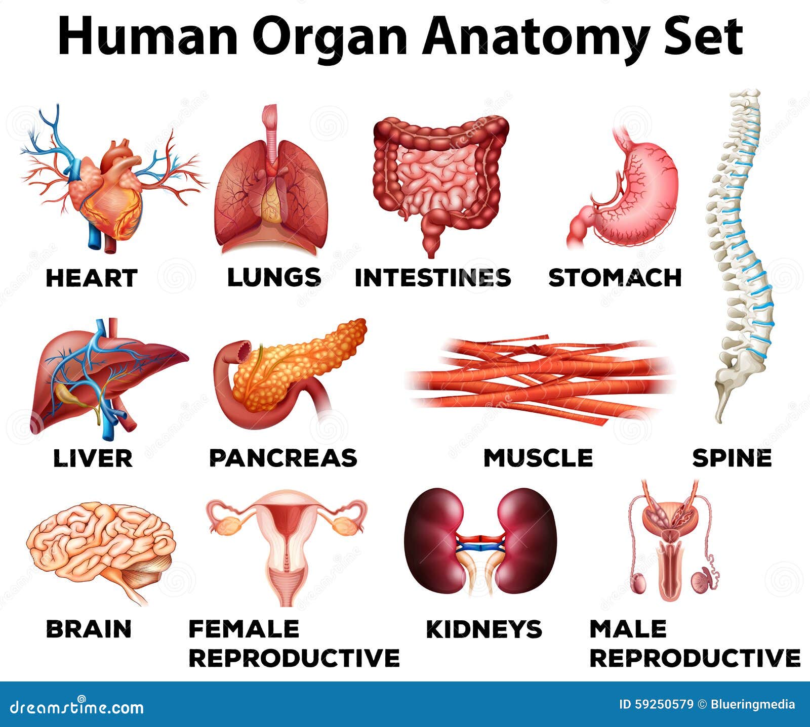 Human organ anatomy set stock vector. Illustration of biology - 59250579