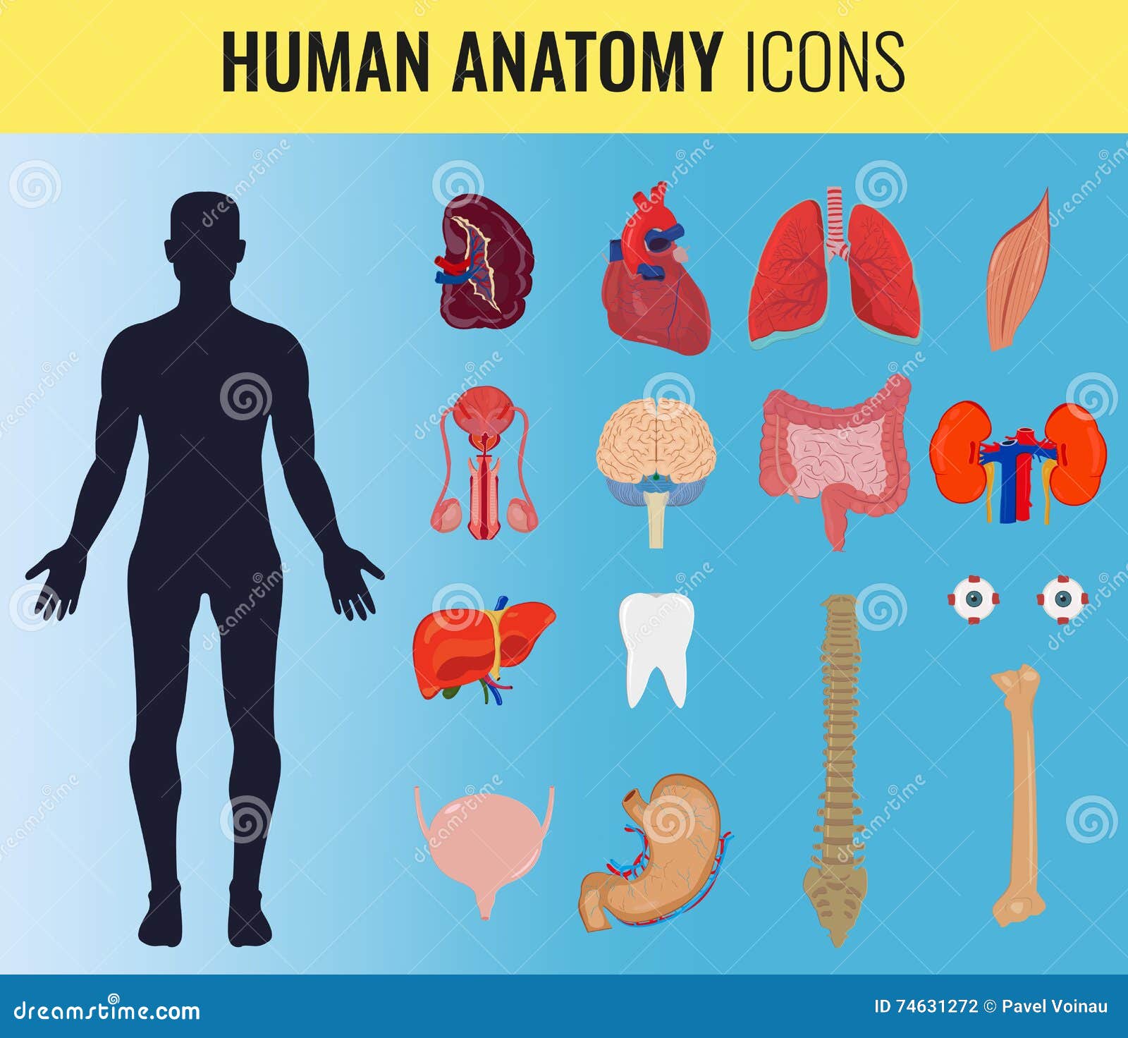 Human Organ Anatomy Set. Vector Stock Vector Illustration of male