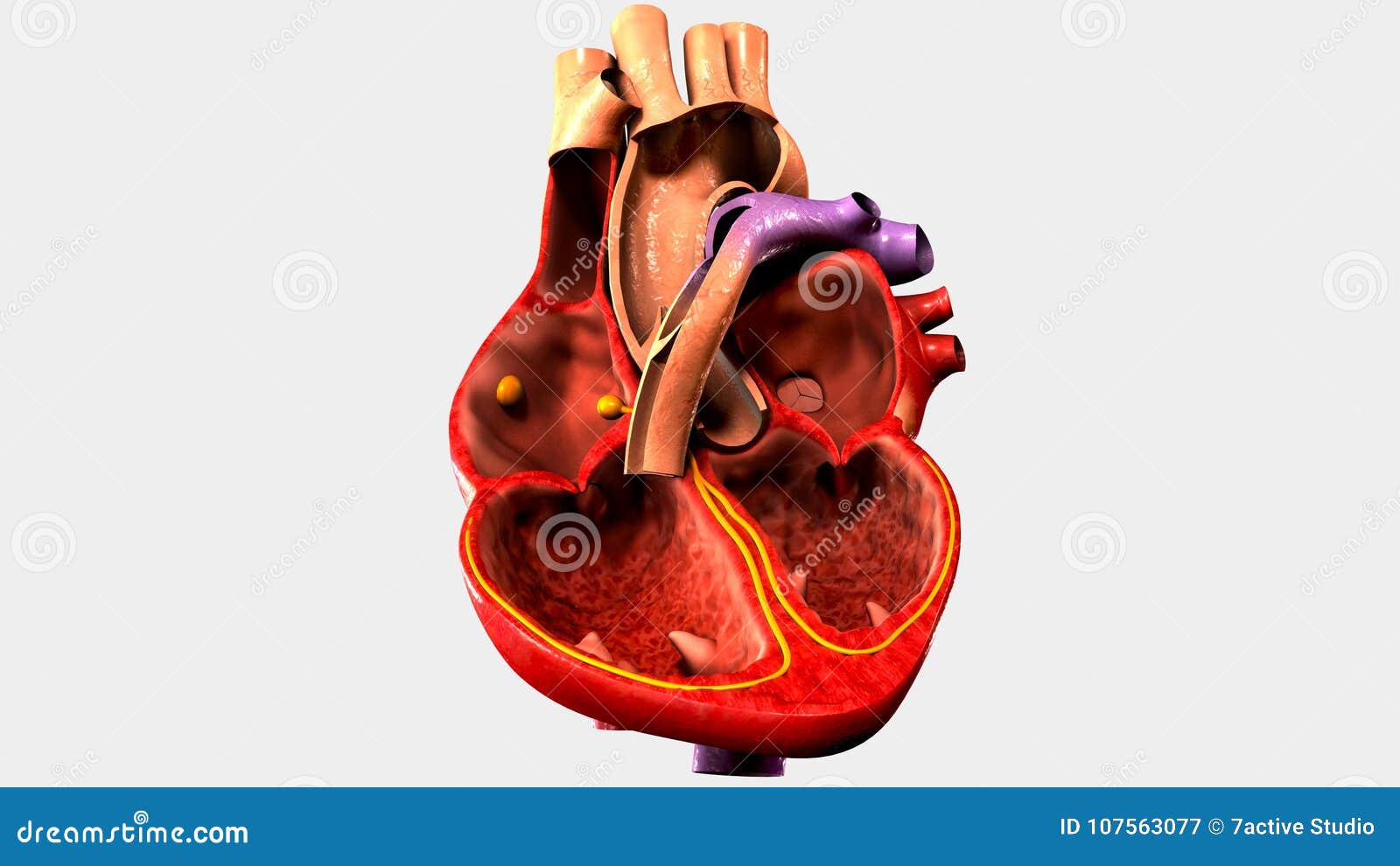 Human Organ Heart with Four Chambers Stock Illustration - Illustration of  vena, vein: 107563077