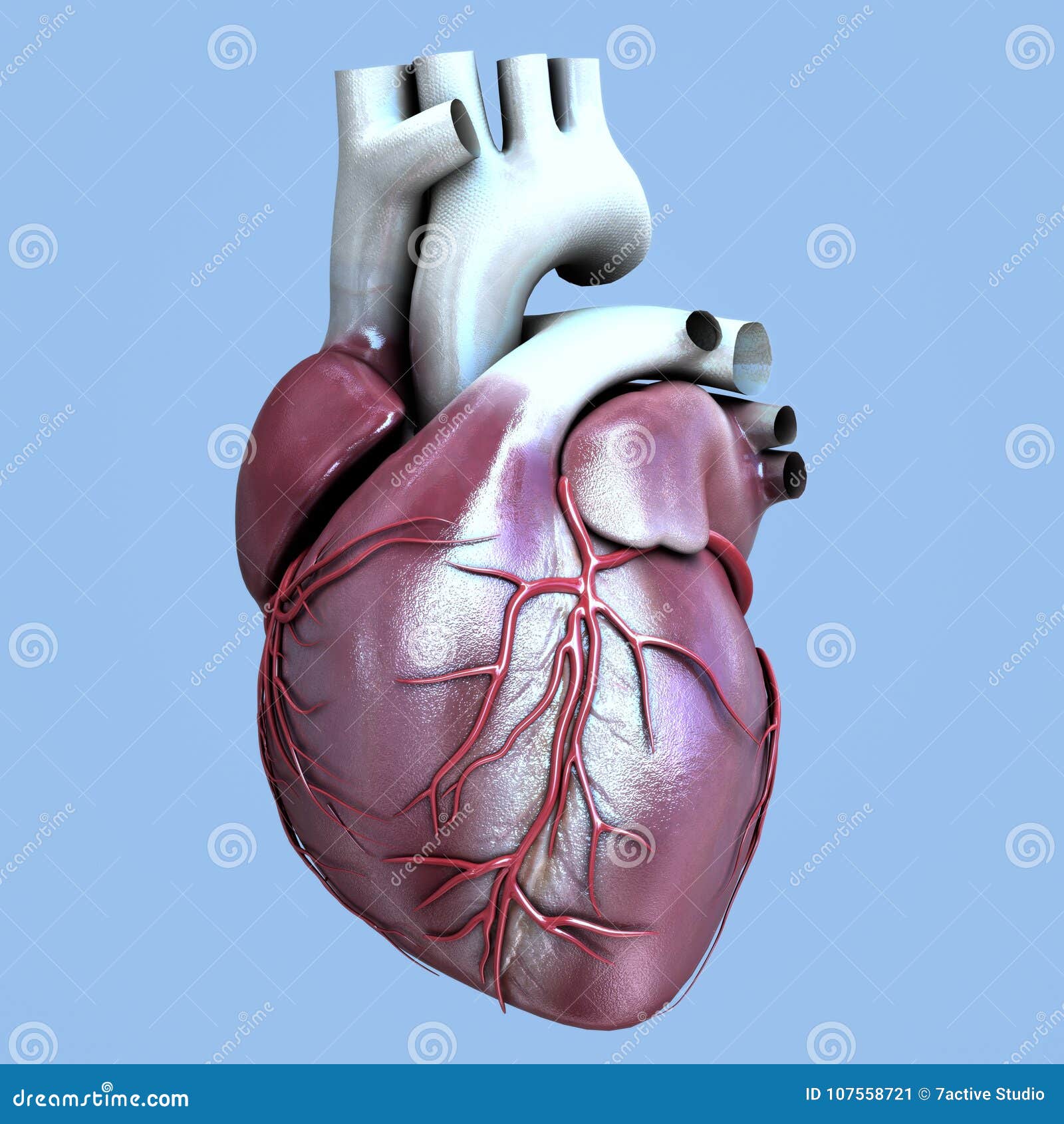 human organ heart